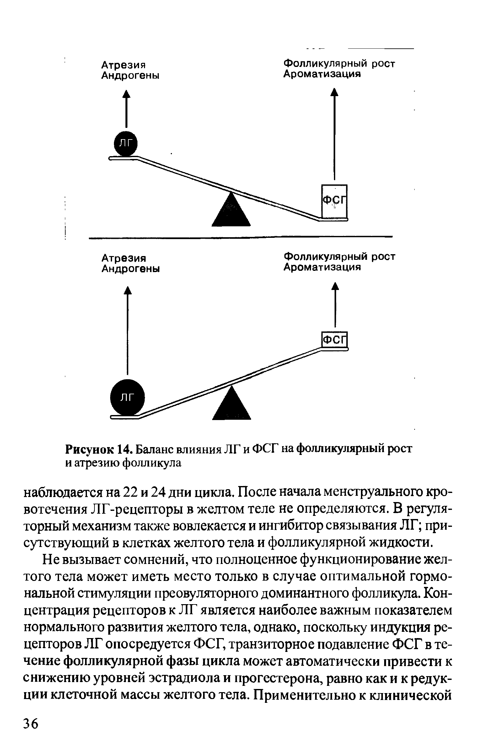 Рисунок 14. Баланс влияния ЛГ и ФСГ на фолликулярный рост и атрезию фолликула...