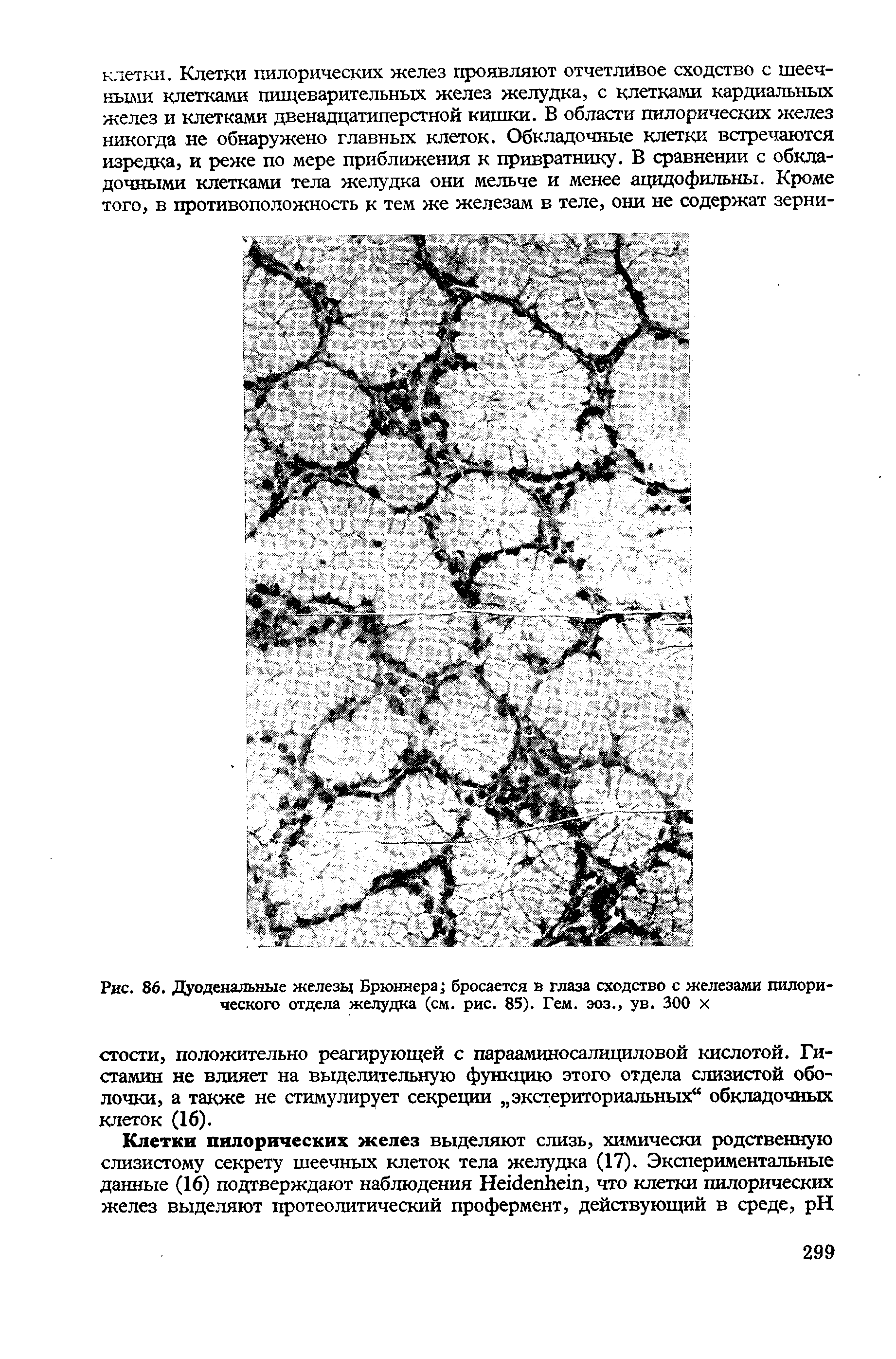 Рис. 86. Дуоденальные железы Брюннера бросается в глаза сходство с железами пилорического отдела желудка (см. рис. 85). Гем. эоз., ув. 300 х...