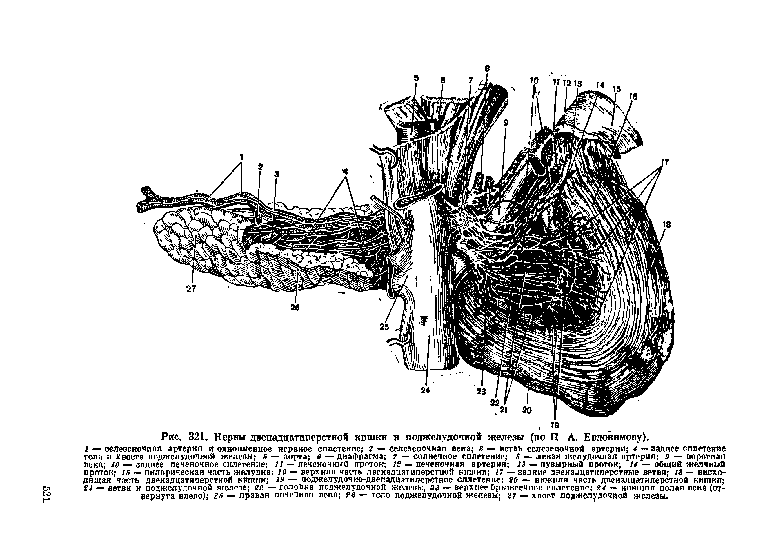 Рис. 321. Нервы двенадцатиперстной кишки и поджелудочной железы (по П А. Евдокимову).