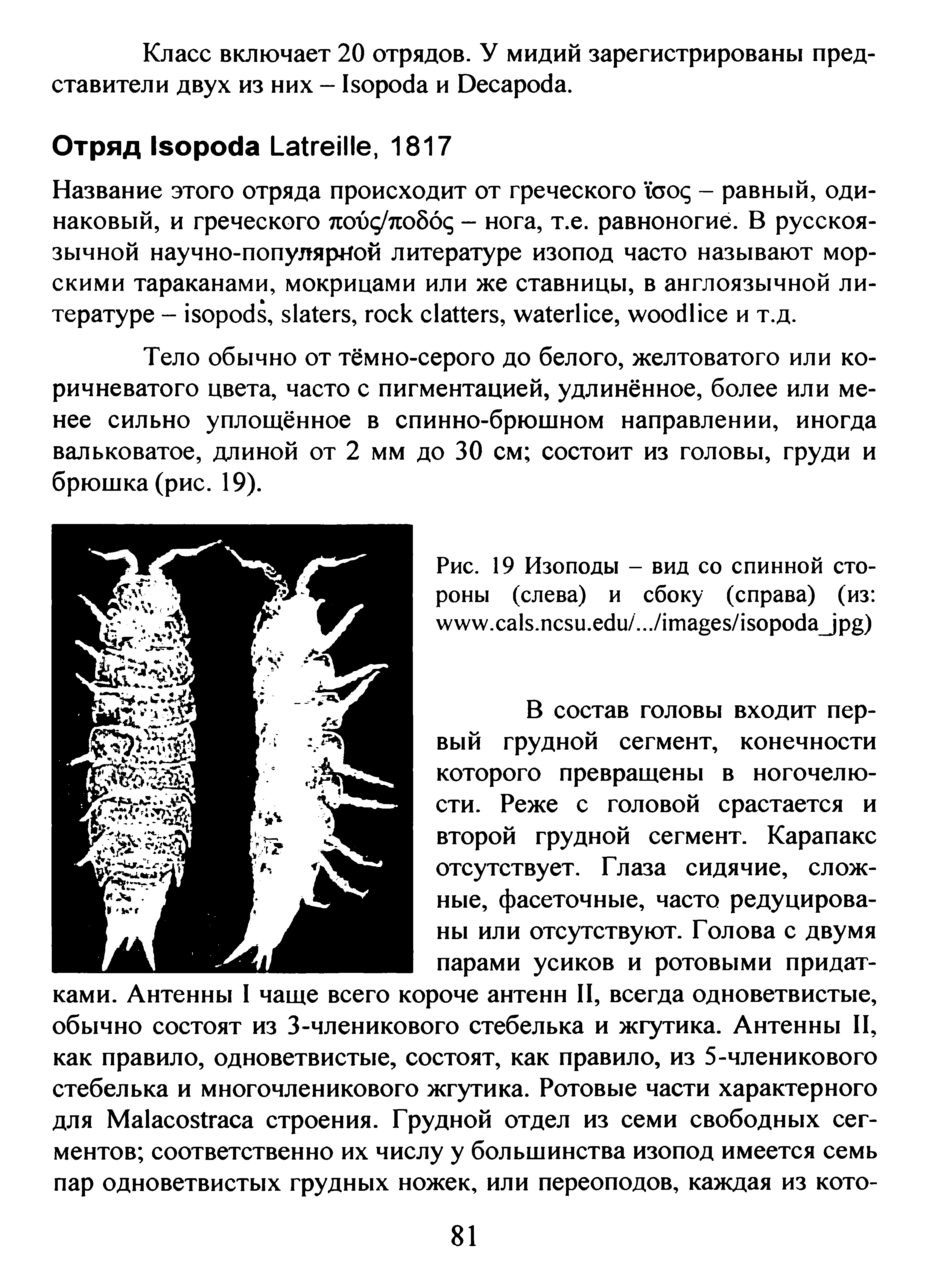 Рис. 19 Изоподы - вид со спинной стороны (слева) и сбоку (справа) (из . . . /.../ / J )...