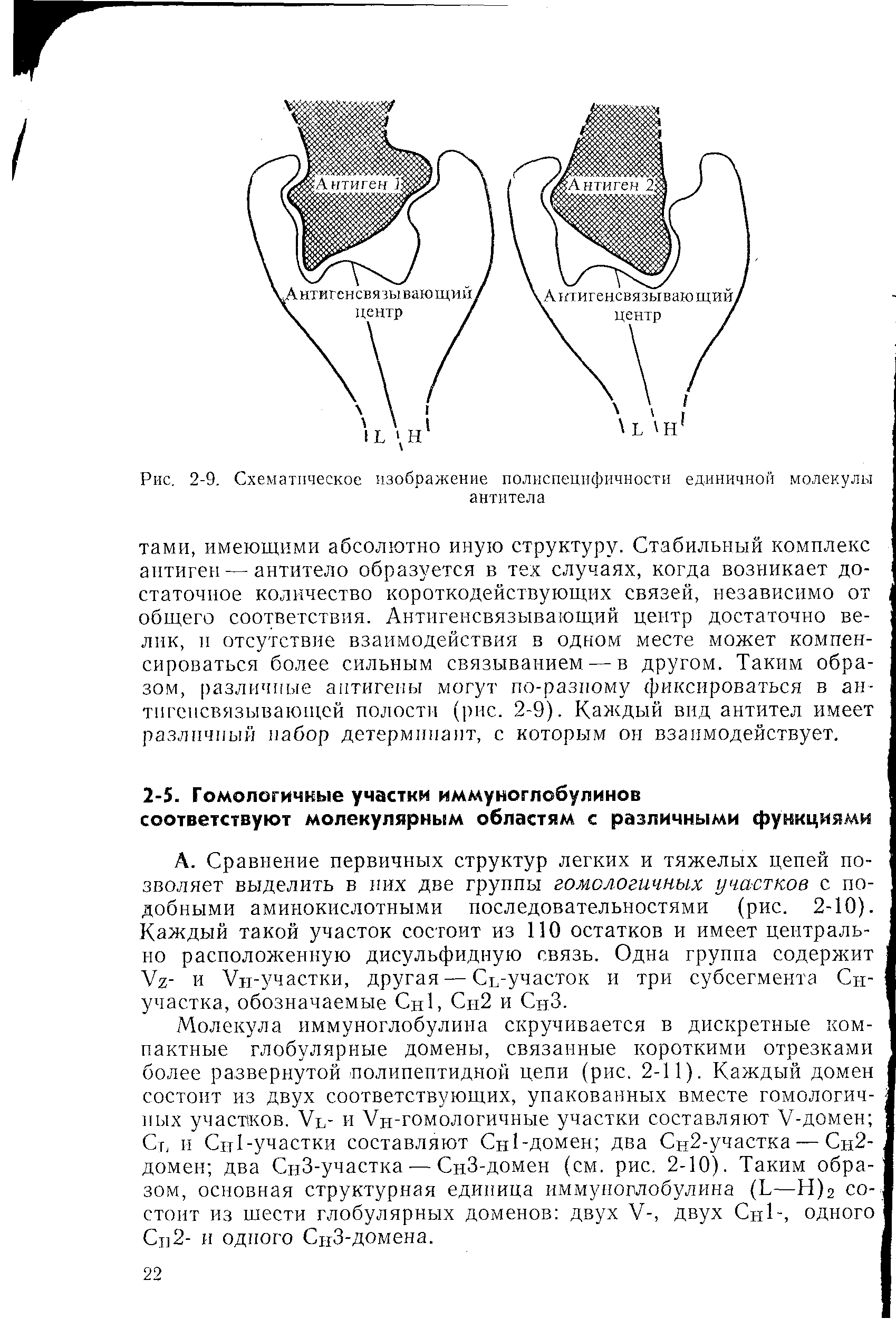 Рис. 2-9. Схематическое изображение полиспецифичности единичной молекулы антитела...