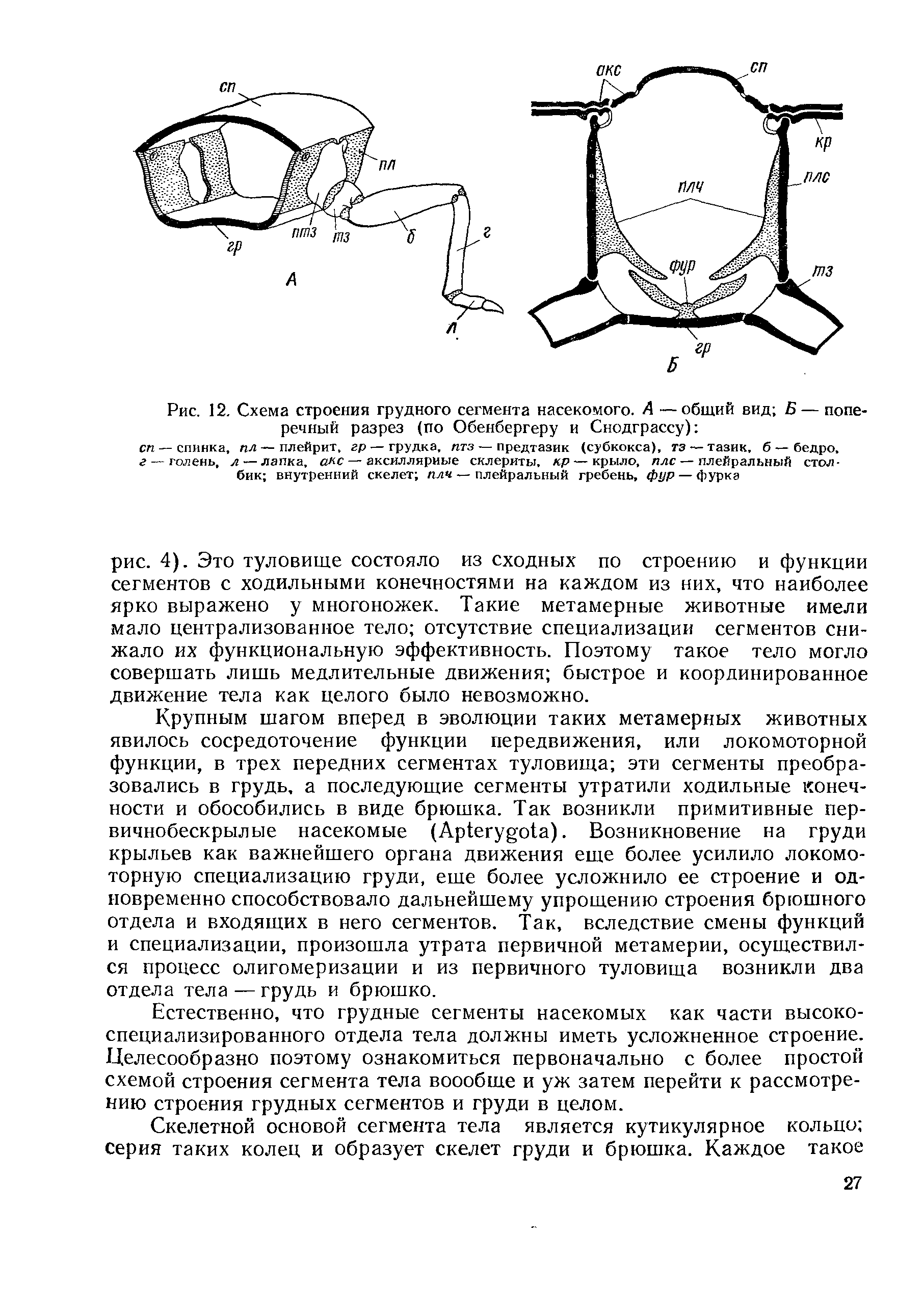 Рис. 12. Схема строения грудного сегмента насекомого. А —общий вид Б— поперечный разрез (по Обенбергеру и Снодграссу) ...