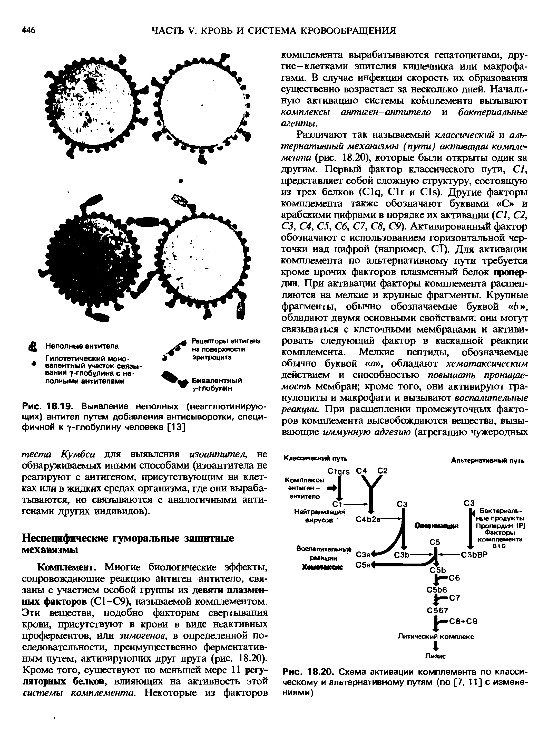 Рис. 18.20. Схема активации комплемента по классическому и альтернативному путям (по [7, 11] с изменениями)...