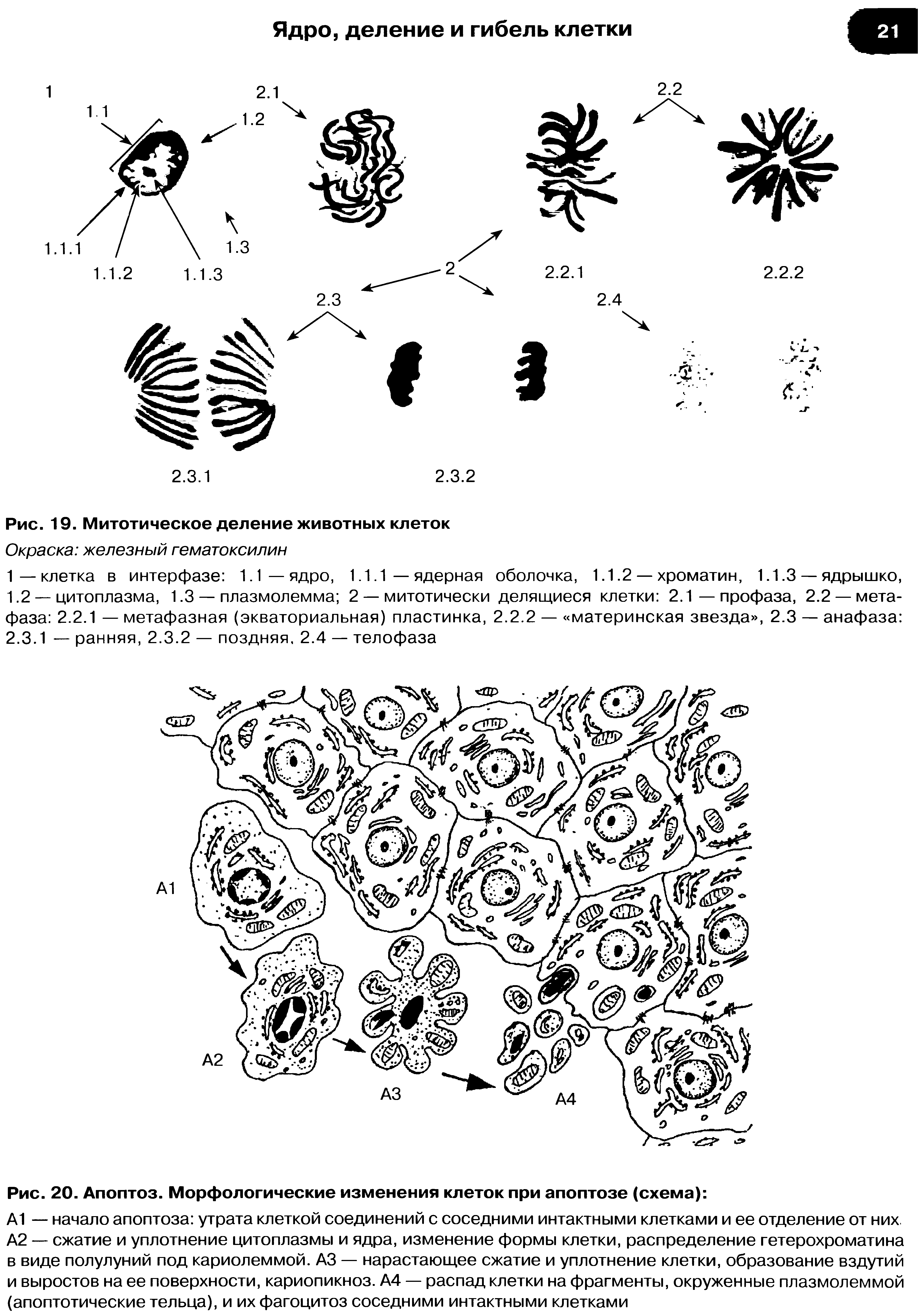 Рис. 20. Апоптоз. Морфологические изменения клеток при апоптозе (схема) ...