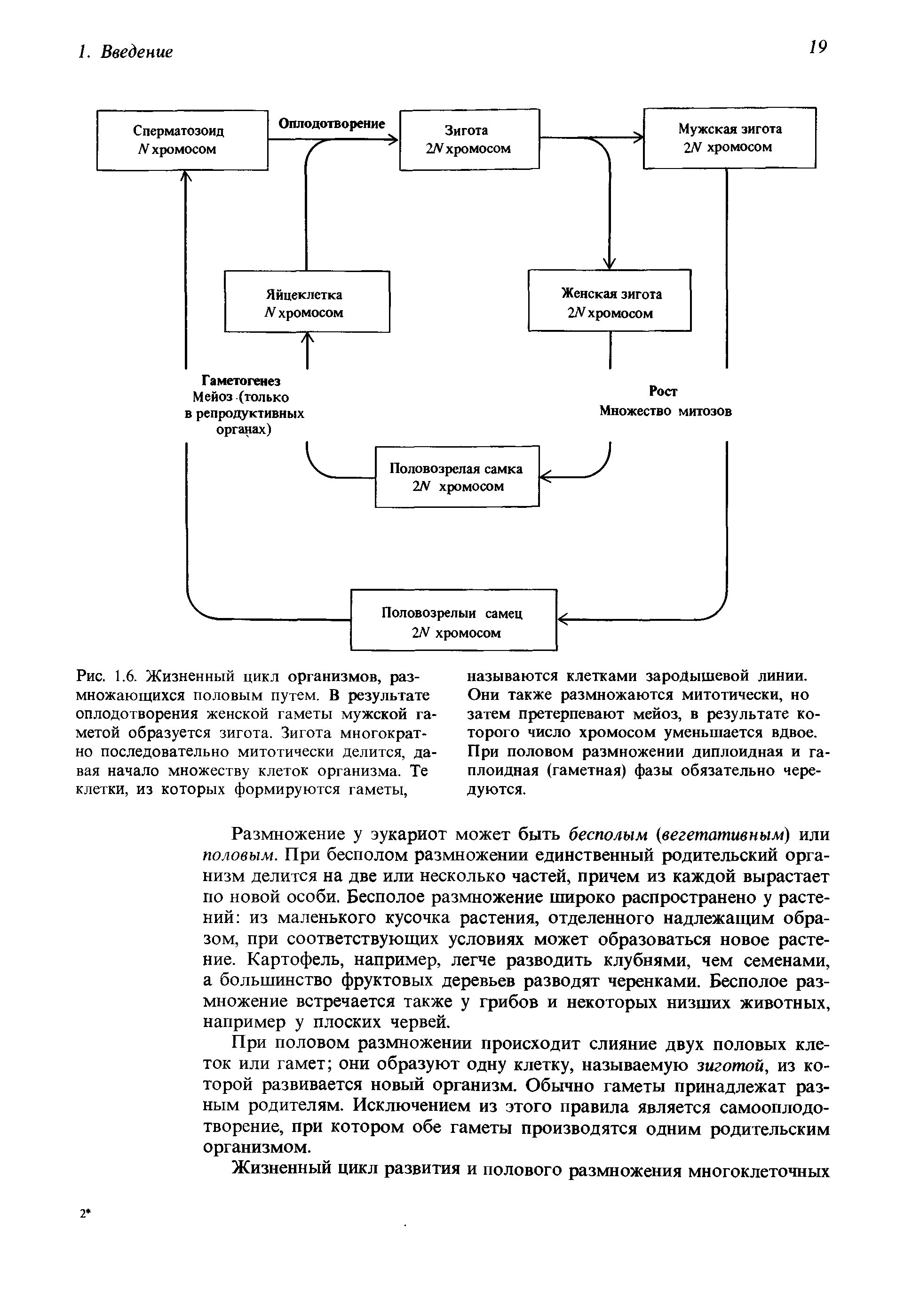 Рис. 1.6. Жизненный цикл организмов, размножающихся половым путем. В результате оплодотворения женской гаметы мужской гаметой образуется зигота. Зигота многократно последовательно митотически делится, давая начало множеству клеток организма. Те клетки, из которых формируются гаметы,...