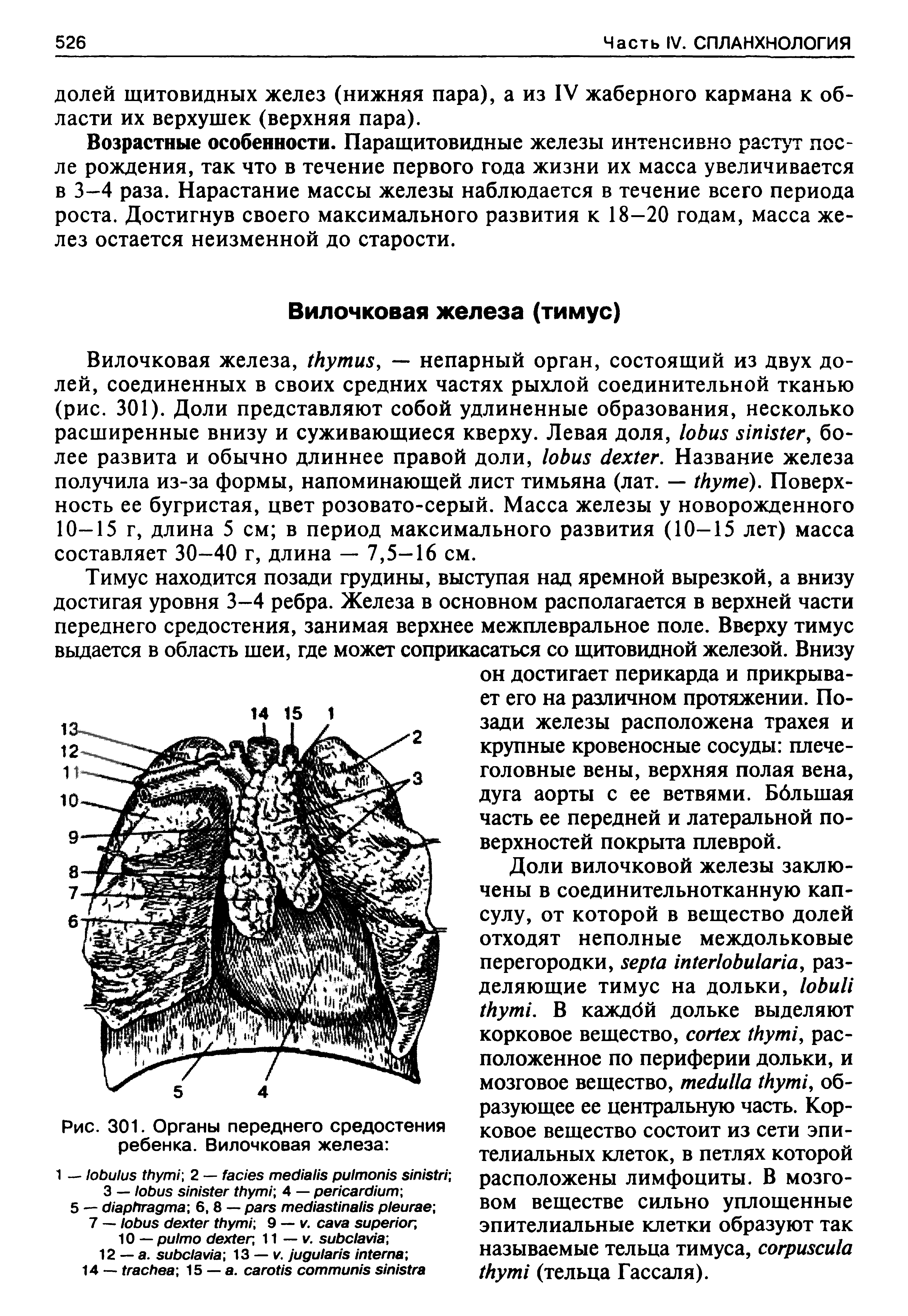 Рис. 301. Органы переднего средостения ребенка. Вилочковая железа ...