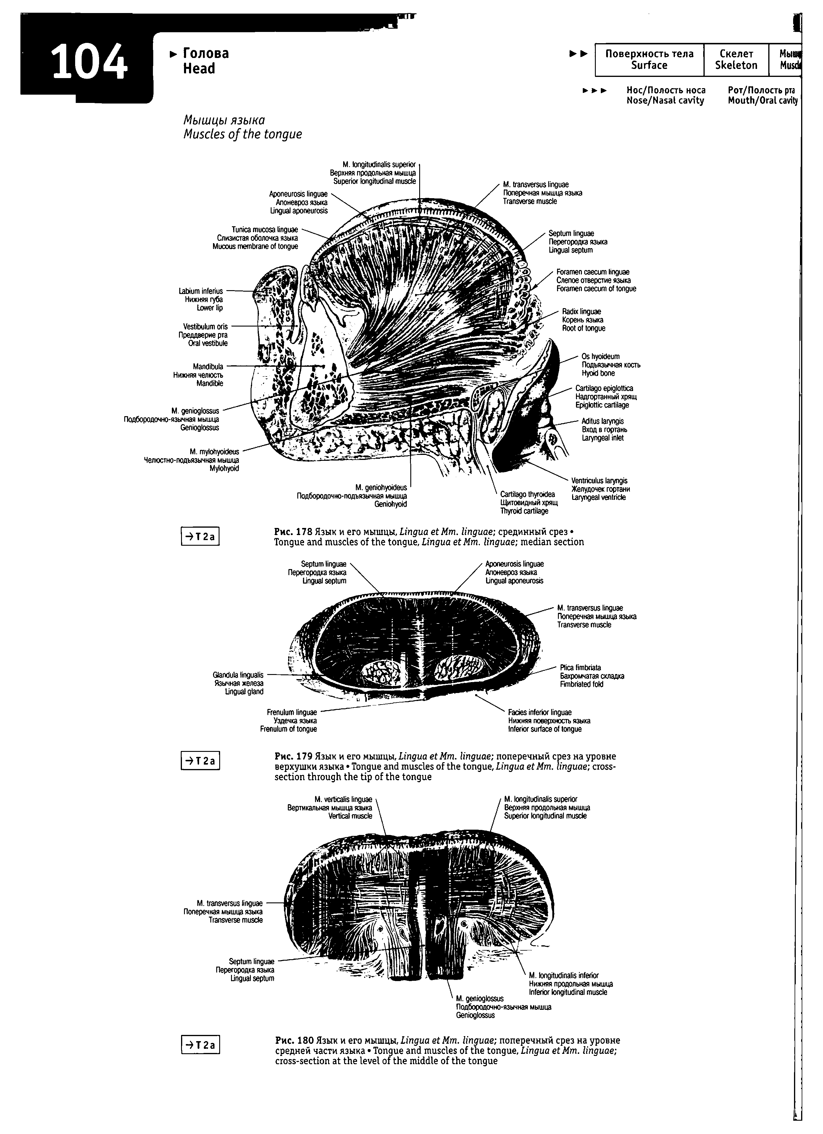 Рис. 178 Язык и его мышцы, L M . срединный срез T , L M . ...