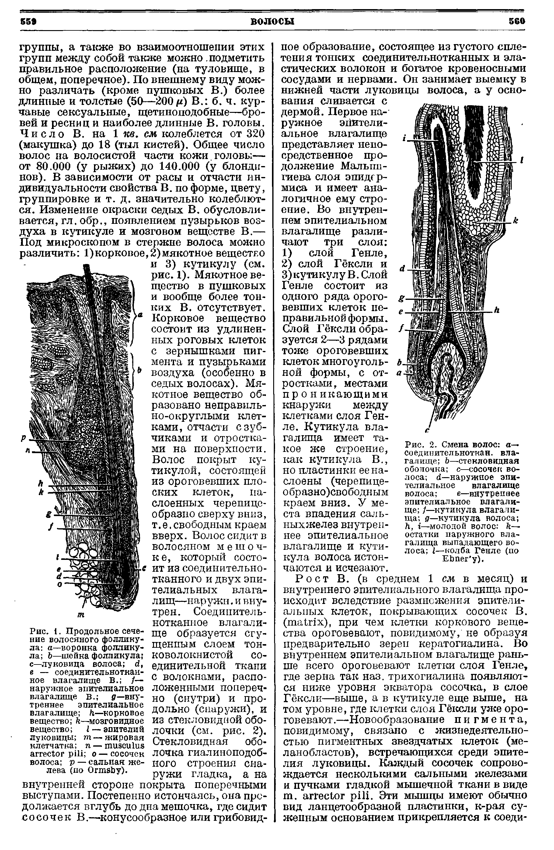 Рис. 2. Смена волос а— соединительноткан, влагалище Ь—стекловидная оболочка с—сосочек волоса й—наружное эпителиальное влагалище волоса е—внутреннее...