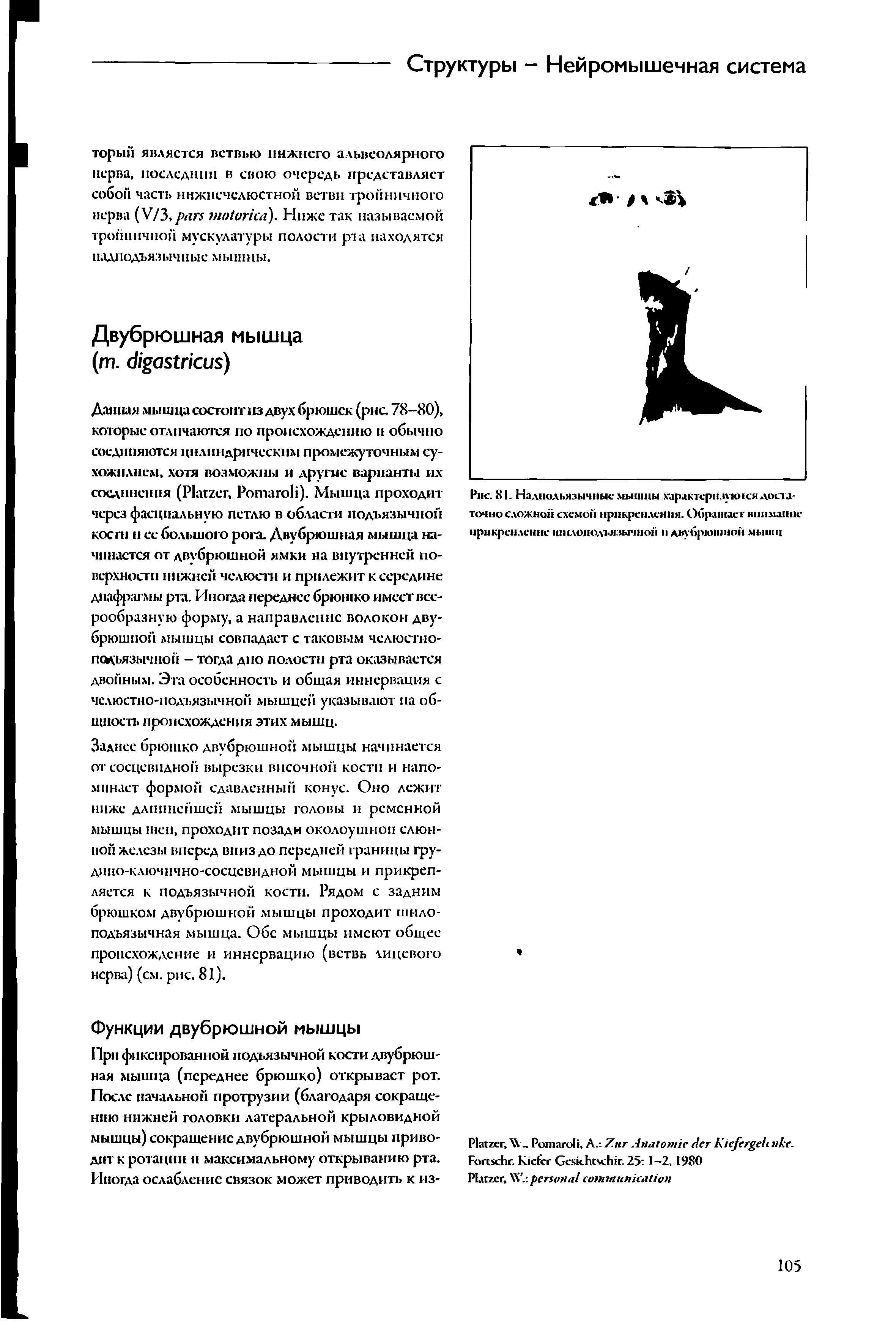 Рис. 81. Налпольяэычные мышцы х арактерн.п кися достаточно сложной схемой прикрепления. Обращает внимание прикрепление шнлонолтязычнон и двубрюшной мышц...