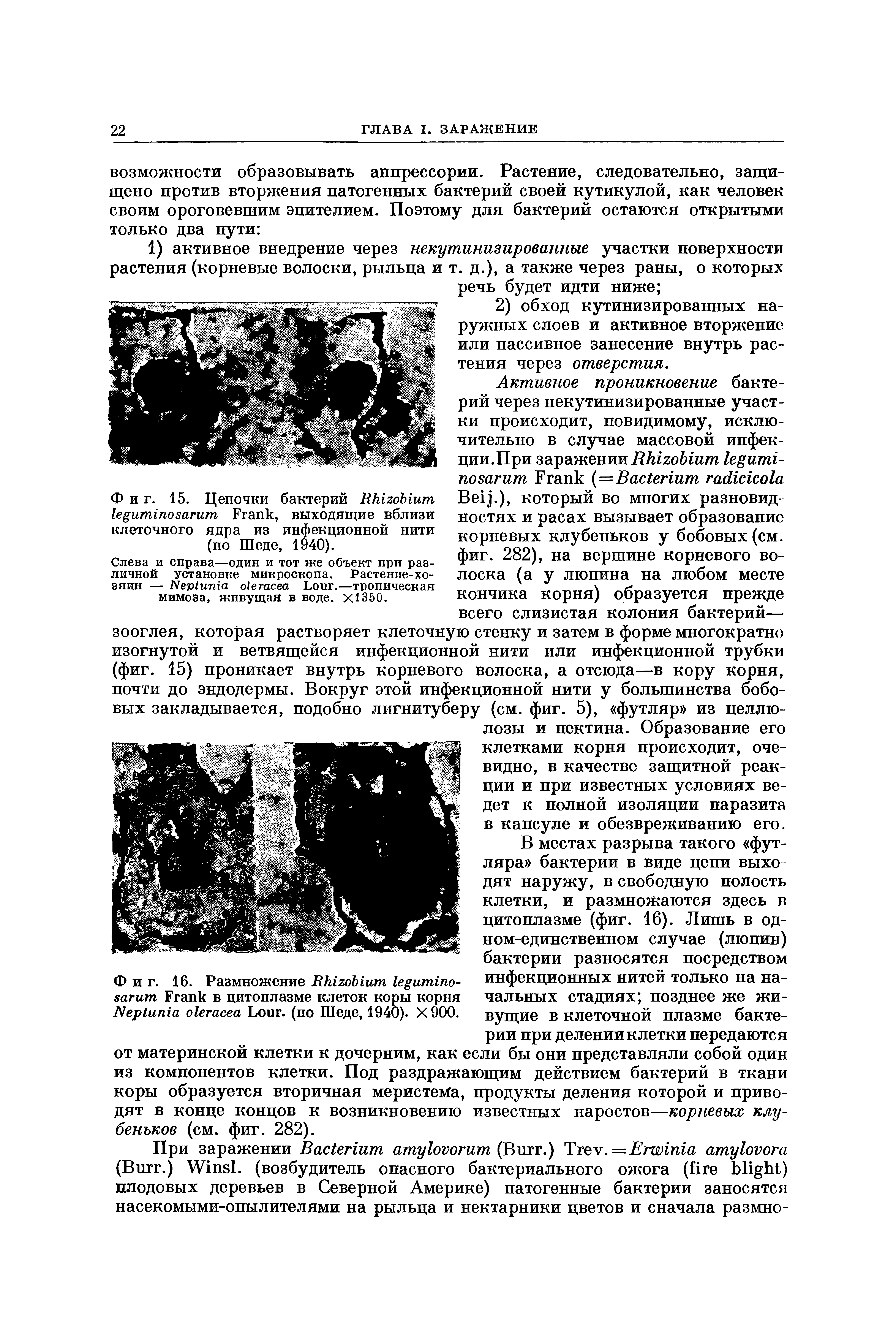 Фиг. 15. Цепочки бактерий R F , выходящие вблизи клеточного ядра из инфекционной нити (по Шоде, 1940).