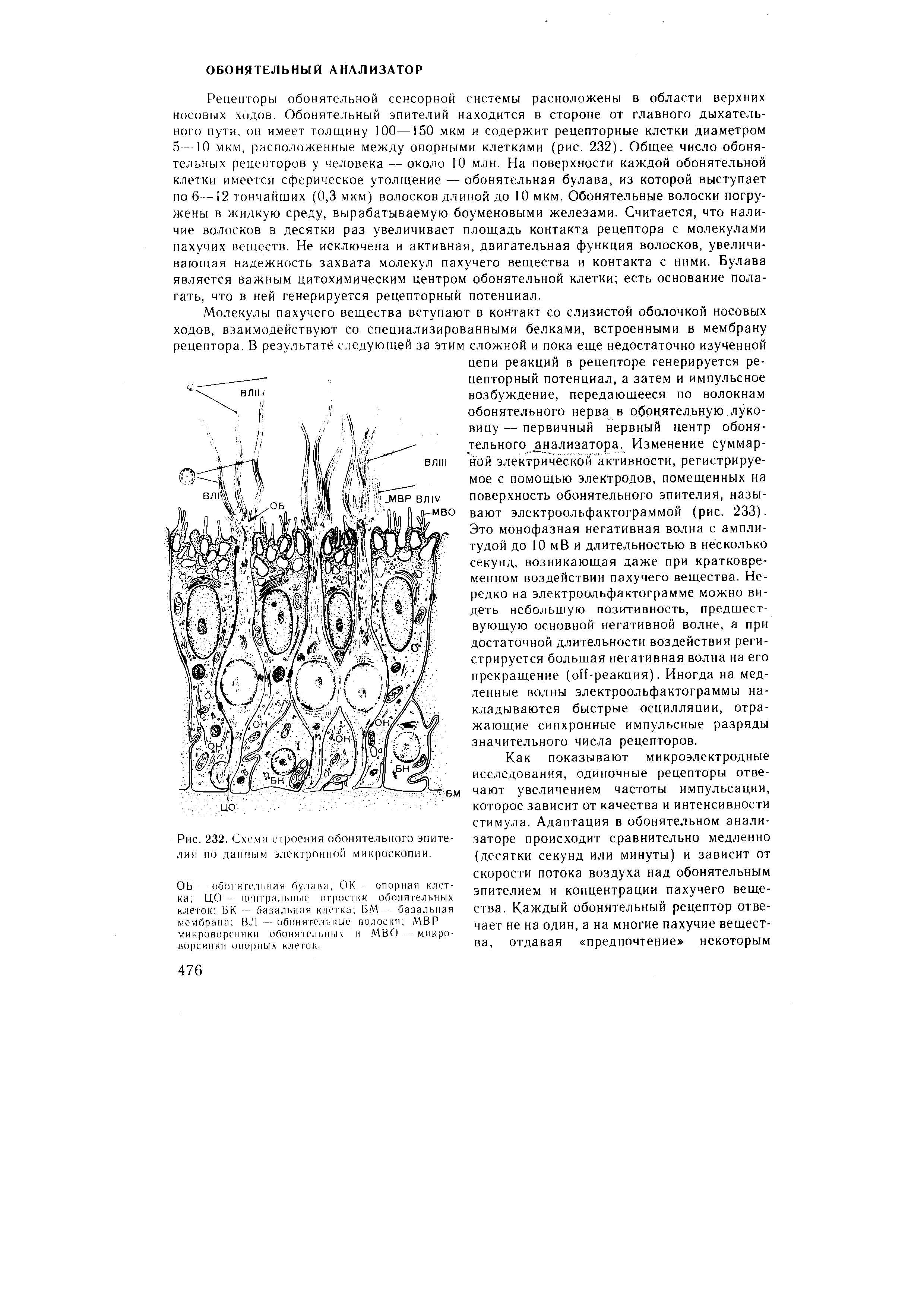 Рис. 232. Схема строения обонятельного эпителия по данным электронной микроскопии.