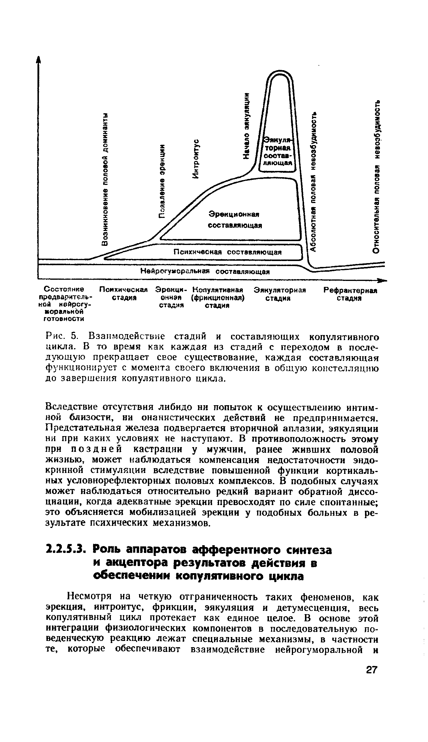 Рис. 5. Взаимодействие стадий и составляющих копулятивного цикла. В то время как каждая из стадий с переходом в последующую прекращает свое существование, каждая составляющая функционирует с момента своего включения в общую констелляцию до завершения копулятивного цикла.