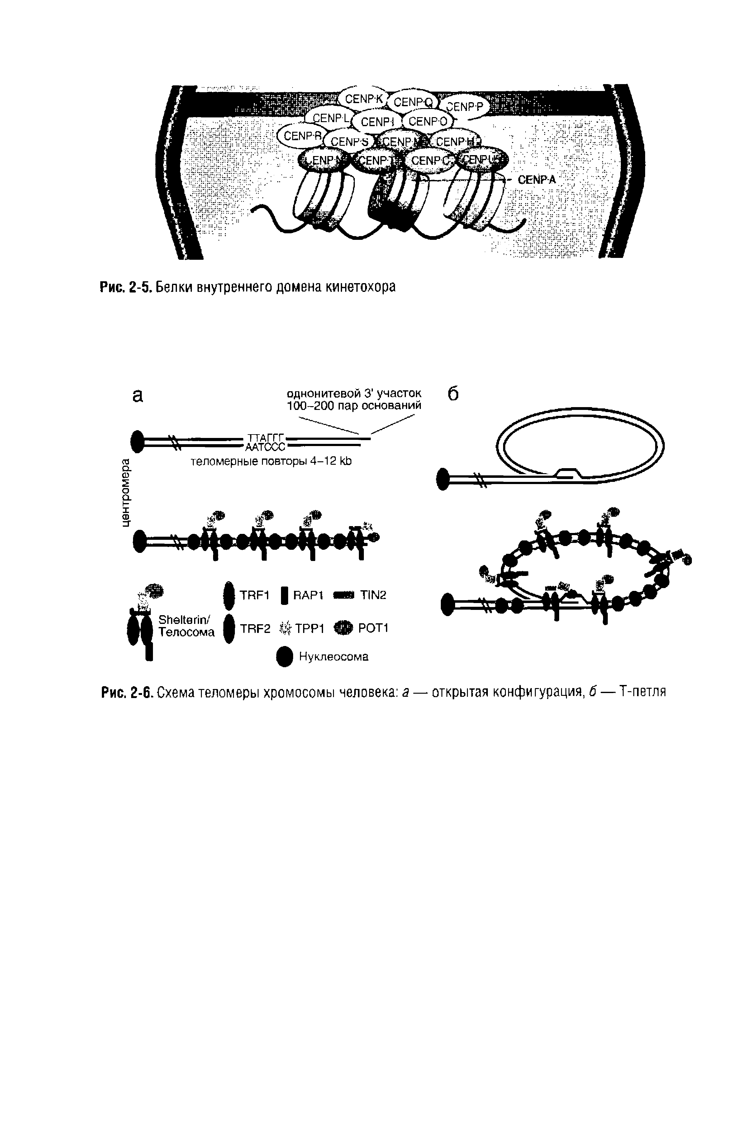 Рис. 2-6. Схема теломеры хромосомы человека а — открытая конфигурация, б — Т-петля...