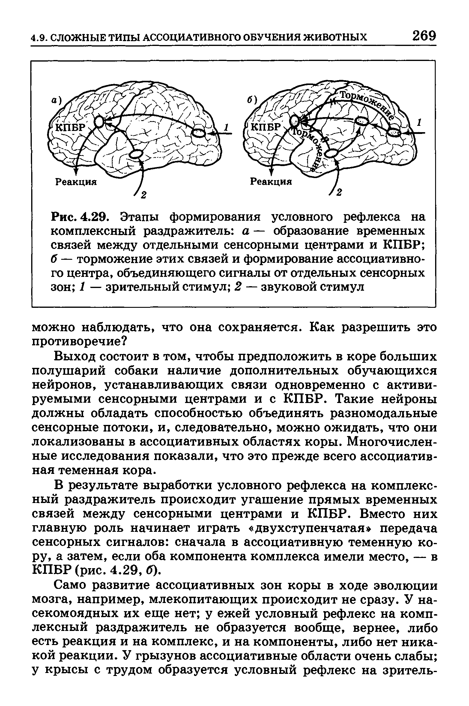 Рис. 4.29. Этапы формирования условного рефлекса на комплексный раздражитель а — образование временных связей между отдельными сенсорными центрами и КПБР б — торможение этих связей и формирование ассоциативного центра, объединяющего сигналы от отдельных сенсорных зон 1 — зрительный стимул 2 — звуковой стимул...