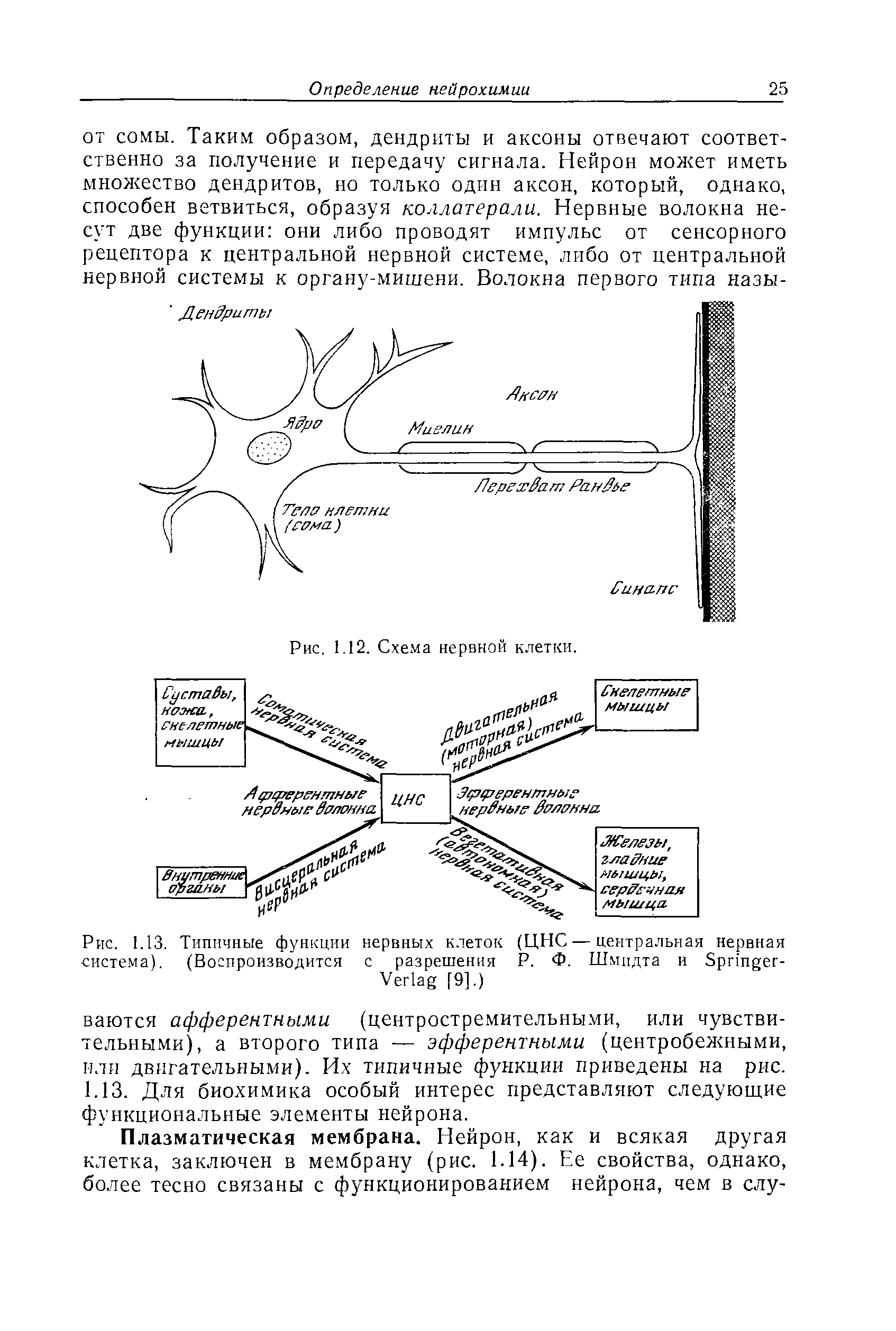 Рис. 1.13. Типичные функции нервных клеток (ЦНС — центральная нервная система). (Воспроизводится с разрешения Р. Ф. Шмидта и S -V [9].)...