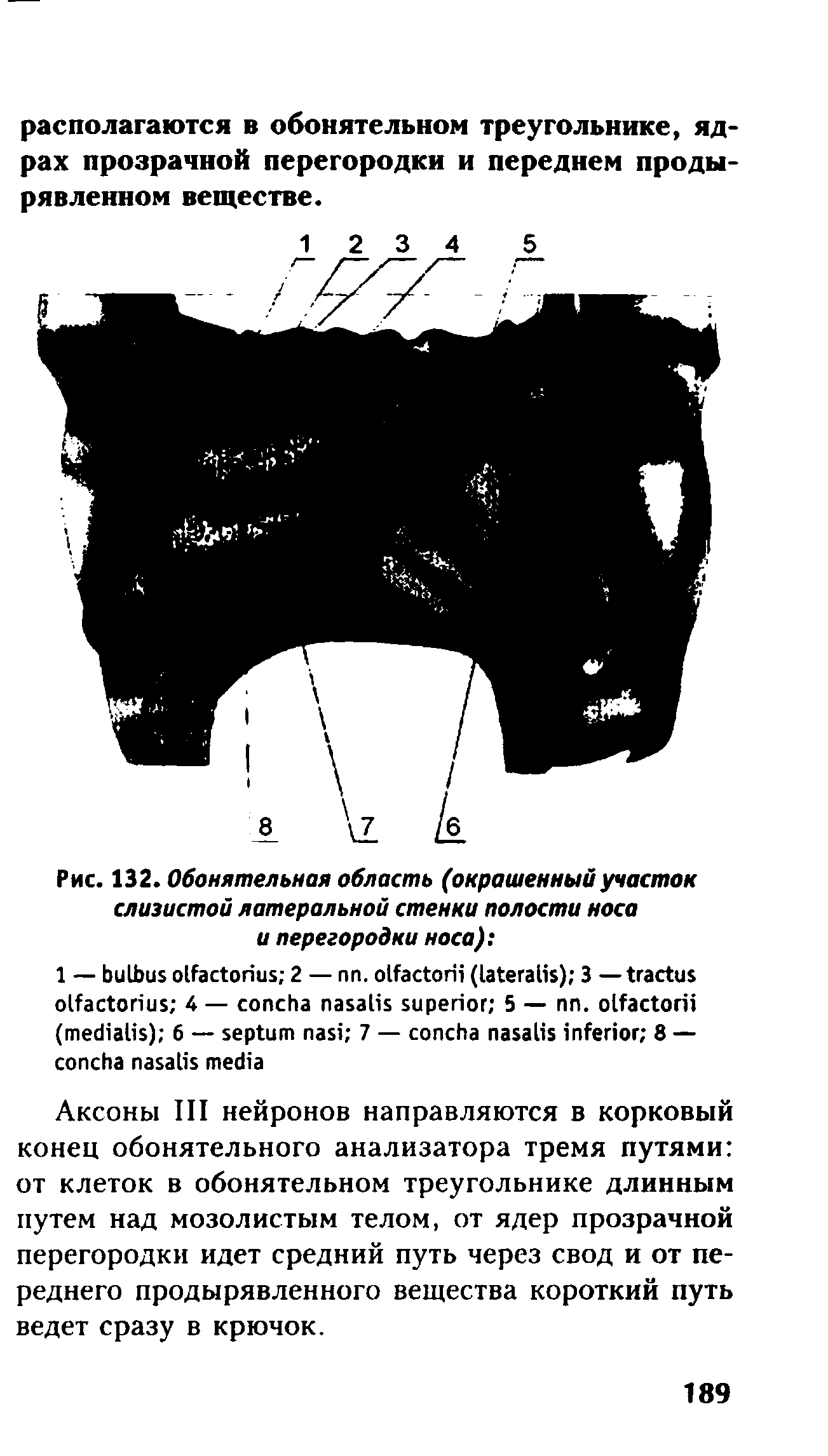 Рис. 132. Обонятельная область (окрашенныйучасток слизистой латеральной стенки полости носа и перегородки носа) ...