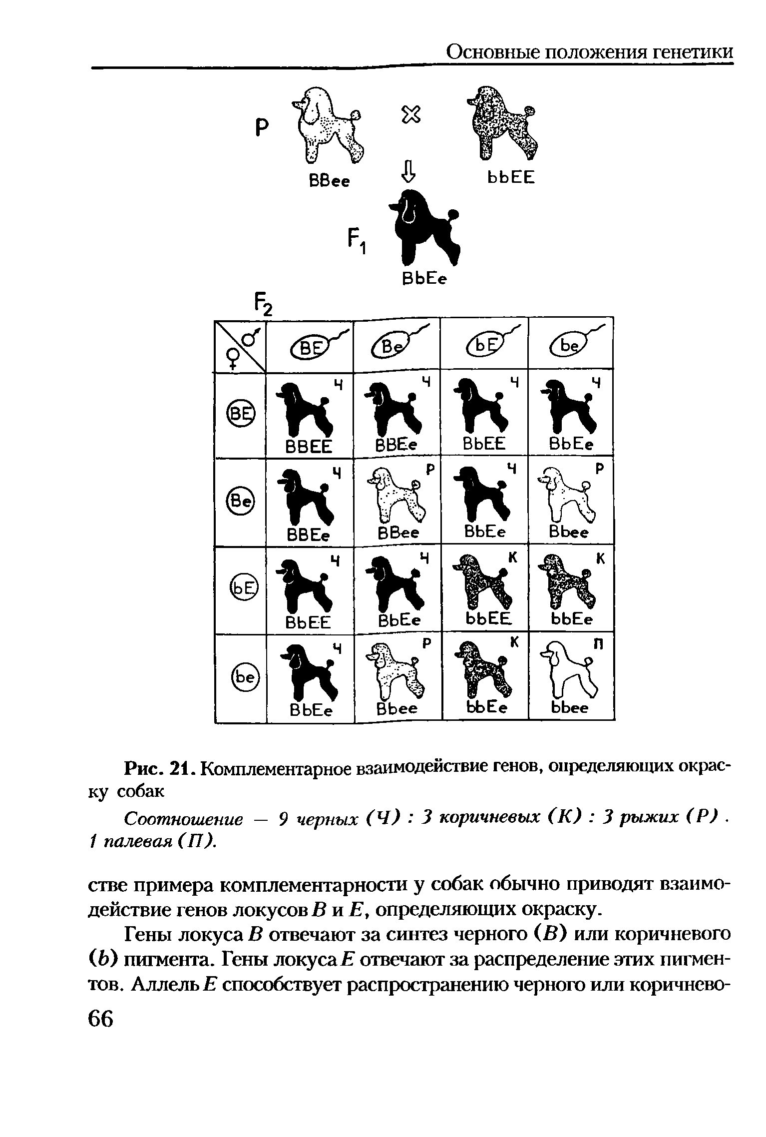 Рис. 21. Комплементарное взаимодействие генов, определяющих окраску собак...