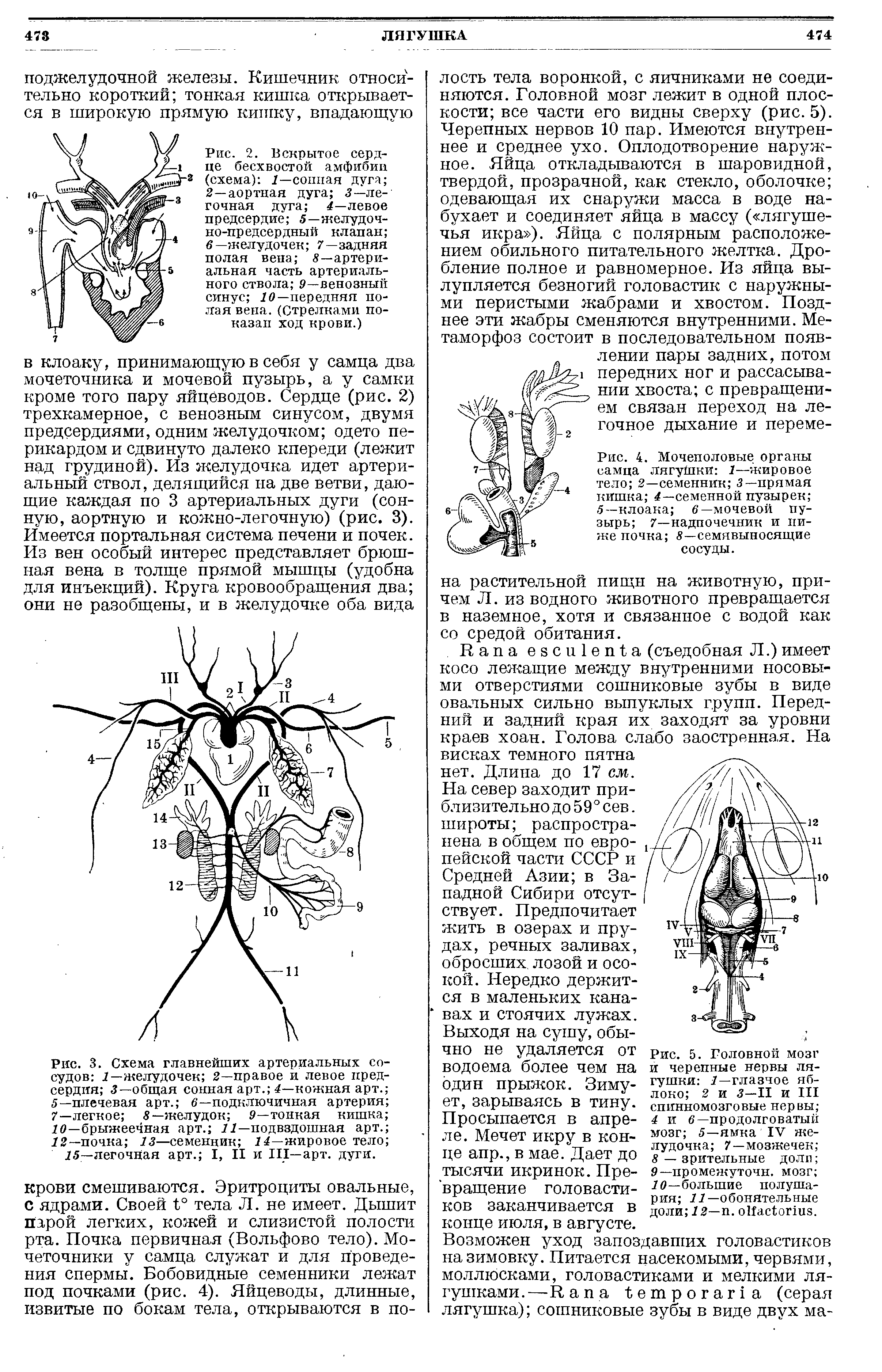 Рис. 2. Вскрытое сердце бесхвостой амфибии (схема) /—сонная дуга 2—аортная дуга 3— легочная дуга 4—левое предсердие 5—желудочно-предсердный клапан в—желудочек 7—задняя полая вена 8 —артериальная часть артериального ствола 9—венозный синус 10 — передняя полая вена. (Стрелками показан ход крови.)...