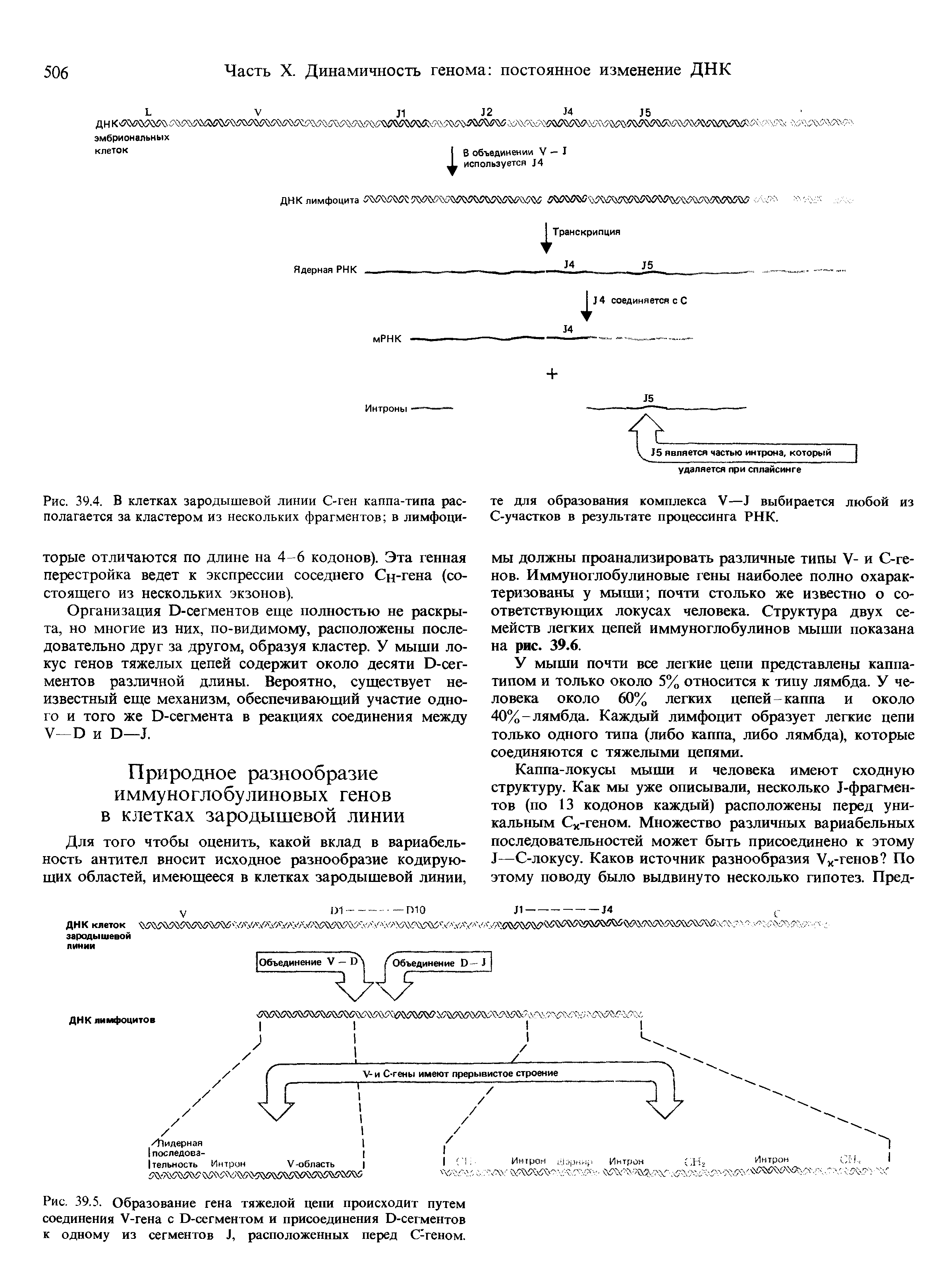 Рис. 39.4. В клетках зародышевой линии С-ген каппа-типа располагается за кластером из нескольких фрагментов в лимфоци...