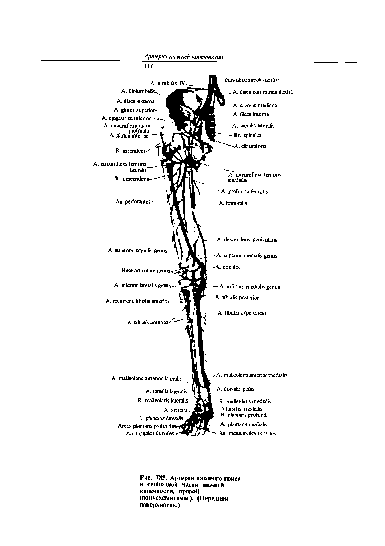 Рис. 785. Артерии тазового поиса и своЬотной части нижней конечности, правой (полхехематпчно). (Передняя поверхность.)...