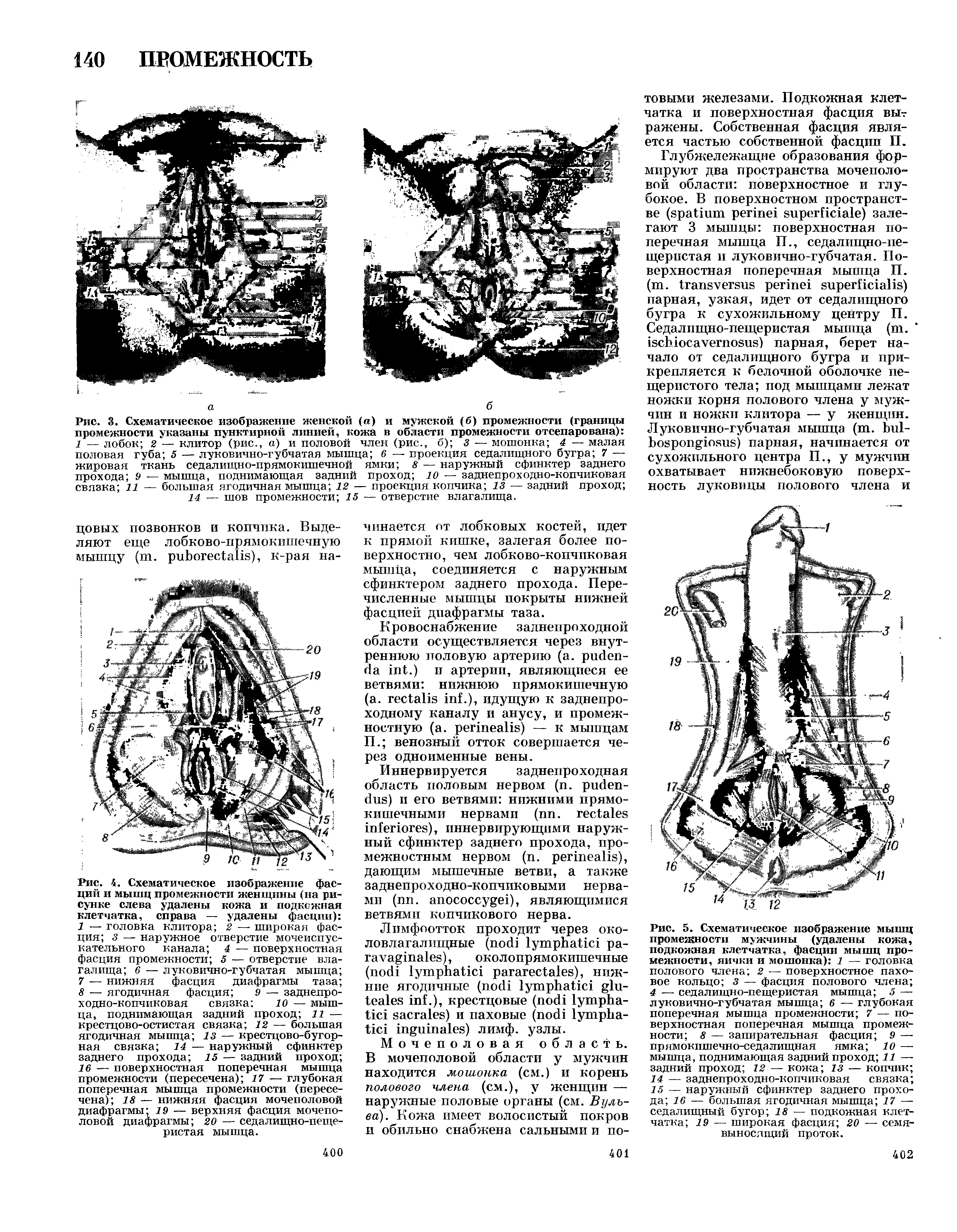 Рис. 4. Схематическое изображение фасций и мышц промежности женщины (на рисунке слева удалены кожа и подкожная клетчатка, справа — удалены фасции) 1 — головка клитора 2 — широкая фасция з — наружное отверстие мочеиспускательного канала 4 — поверхностная фасция промежности 5 — отверстие влагалища 6 — луковично-губчатая мышца ...