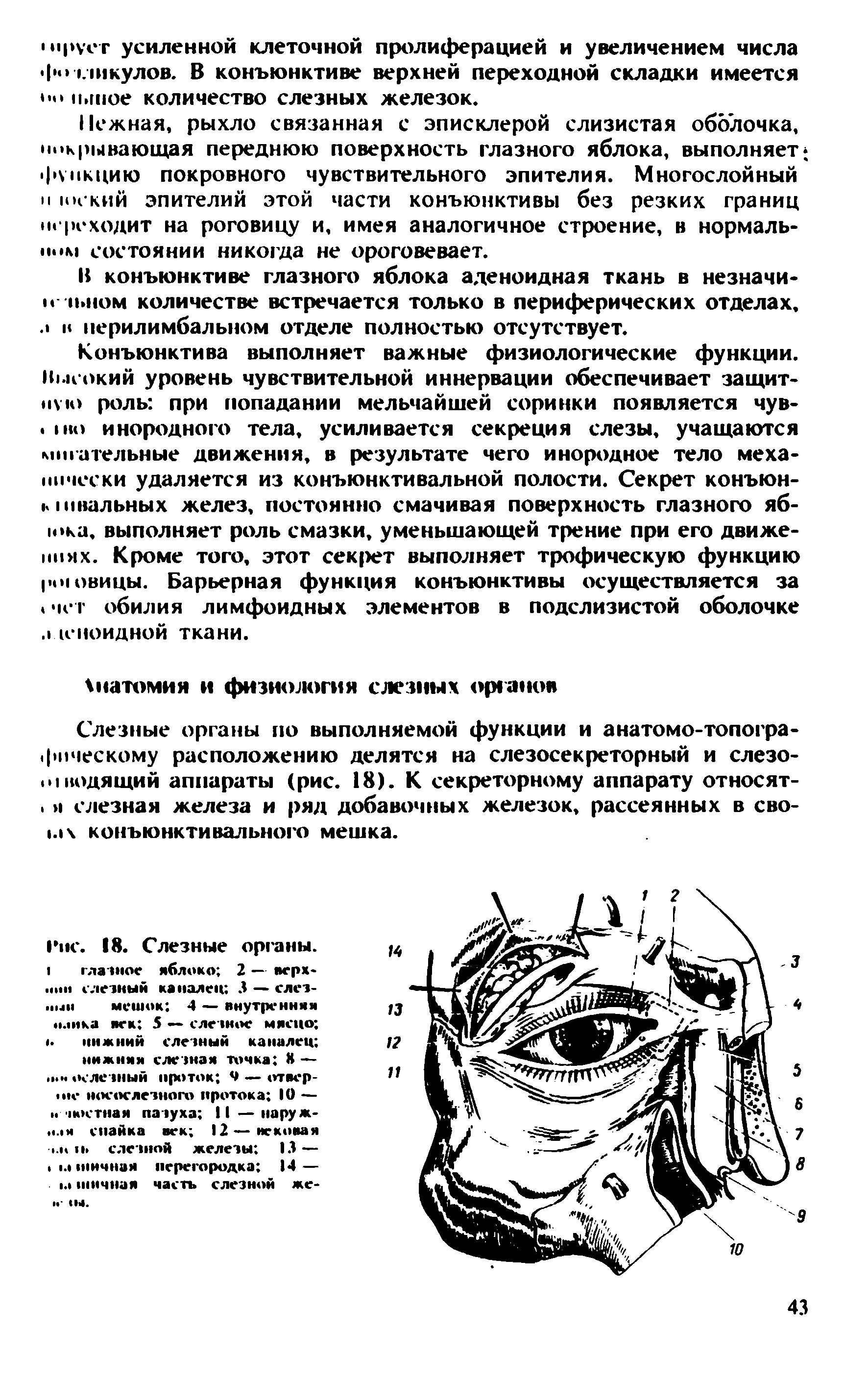 Рис. 18. Слезные органы. I глазное яблоко 2 — верх->< ц слезный каналец 3 — слез- м11 мешок 4 — внутренняя. ока век 5 — слезное мясцо <. нижний слезный каналец ...