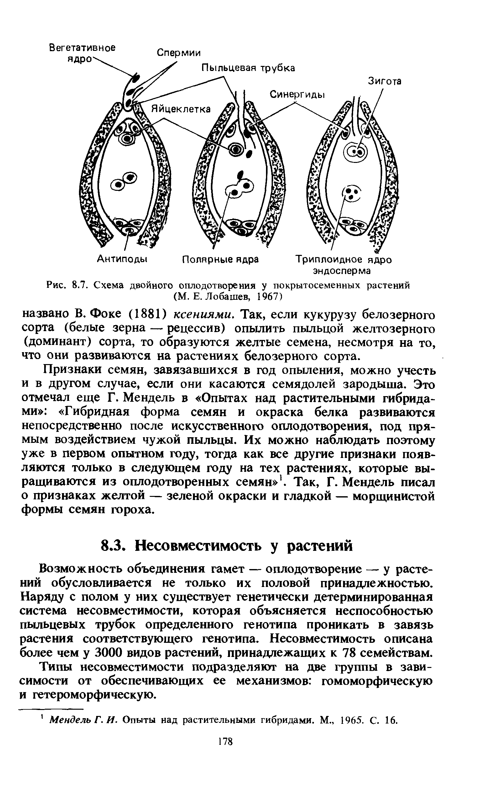 Рис. 8.7. Схема двойного оплодотворения у покрытосеменных растений (М. Е. Лобашев, 1967)...