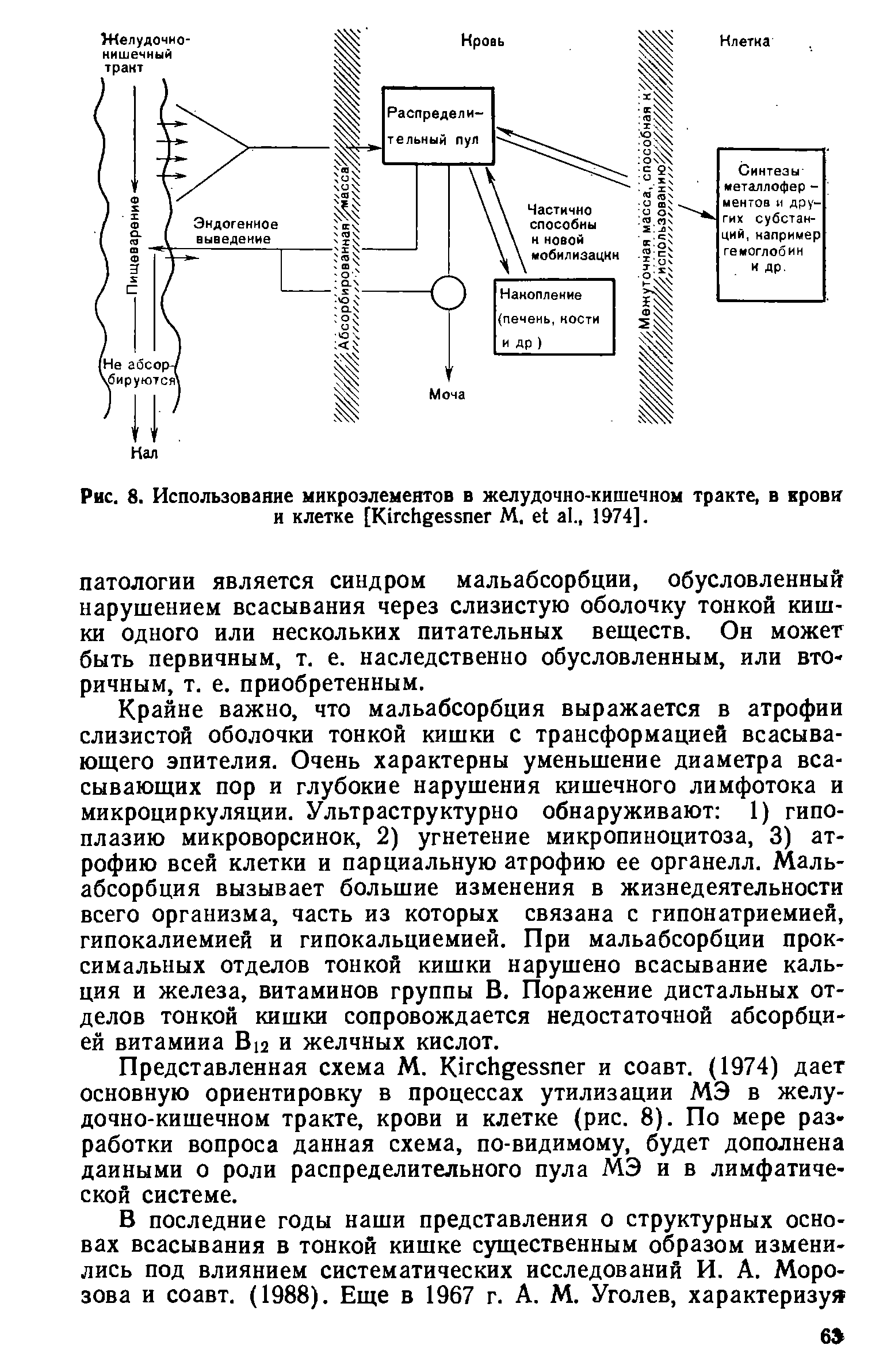 Рис. 8. Использование микроэлементов в желудочно-кишечном тракте, в крови и клетке [КисЬбезэпег М. е а ., 1974].