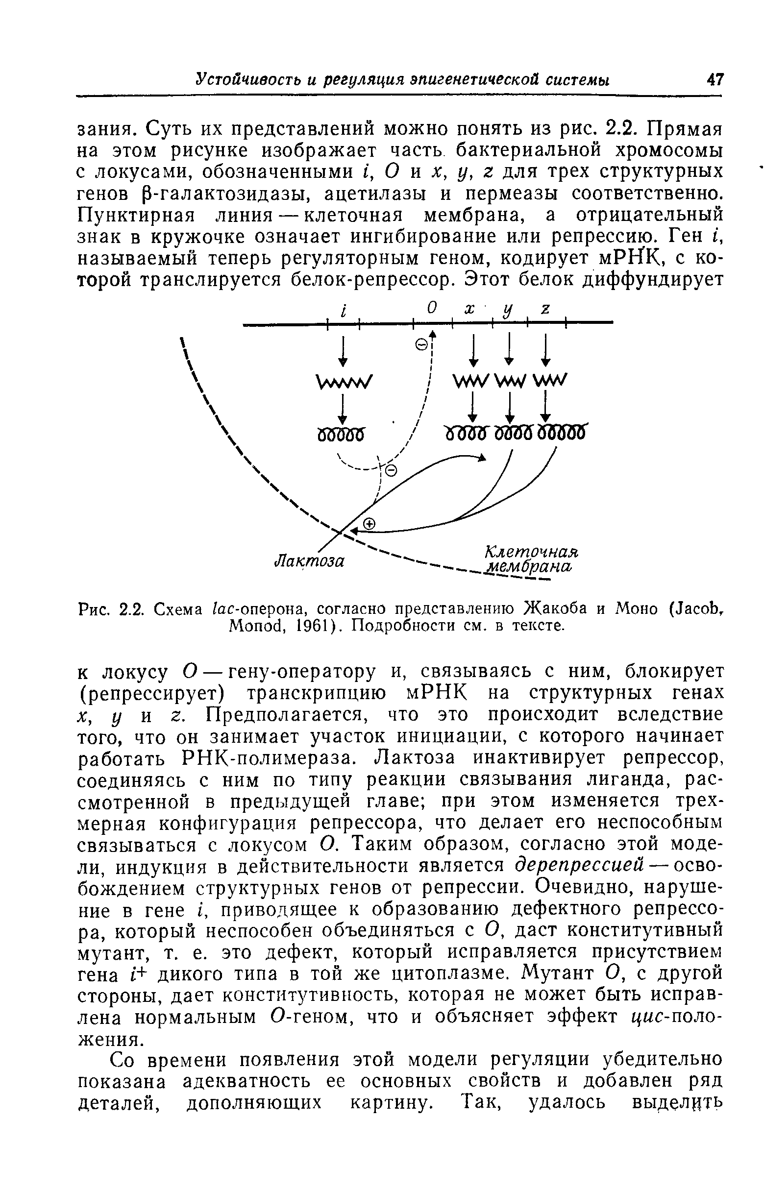 Рис. 2.2. Схема /ас-оперона, согласно представлению Жакоба и Моно (J , M , 1961). Подробности см. в тексте.