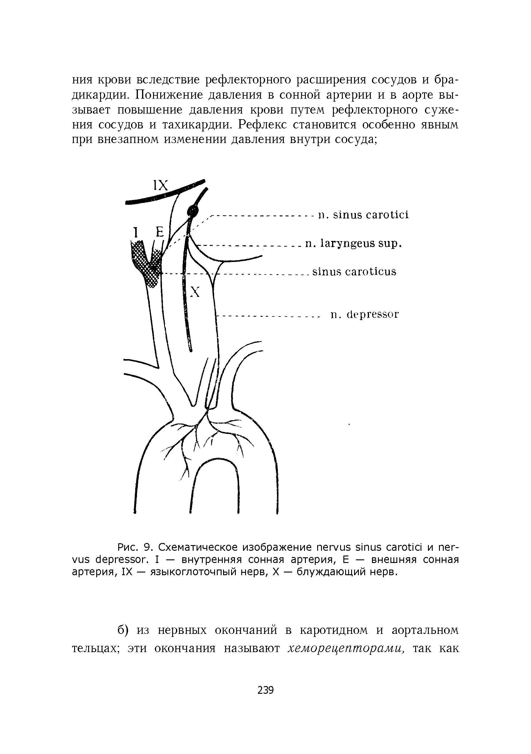 Рис. 9. Схематическое изображение и пег- . I — внутренняя сонная артерия, Е — внешняя сонная артерия, IX — языкоглоточпый нерв, X — блуждающий нерв.