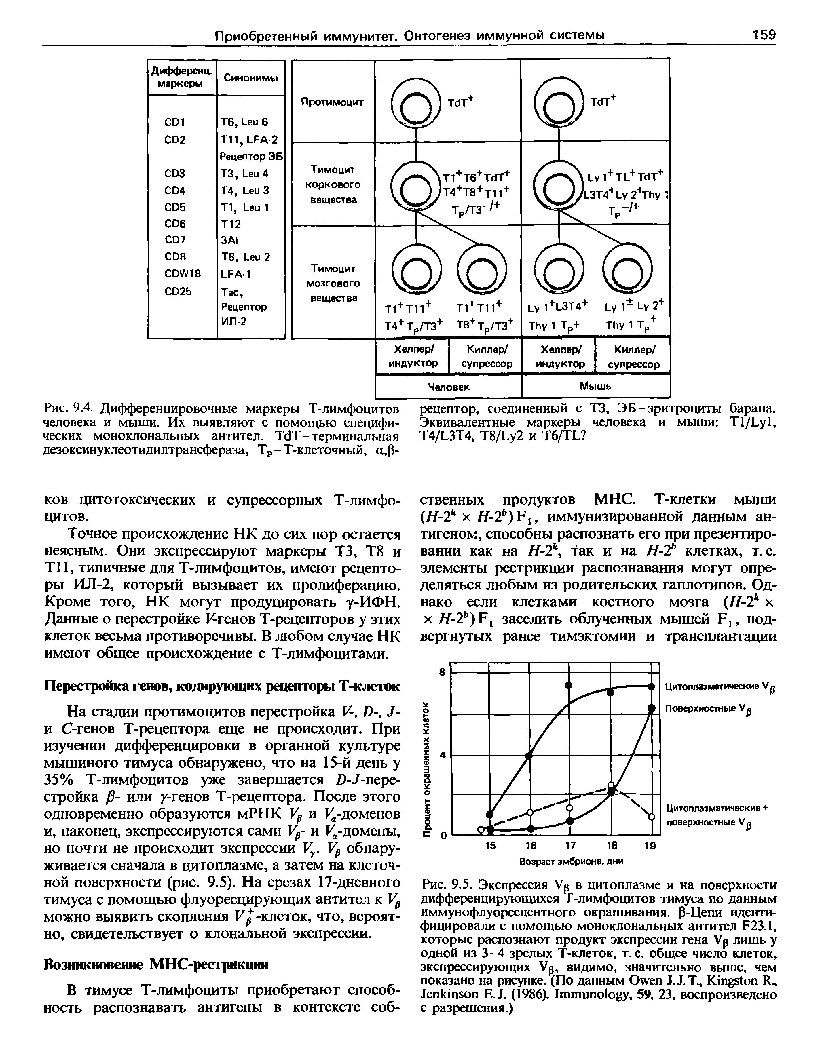 Рис. 9.4. Дифференцировочные маркеры Т-лимфоцитов человека и мыши. Их выявляют с помощью специфических моноклональных антител. ТбТ-терминальная дезоксинуклеотидилтрансфераза, ТР-Т-клеточный, а,Р-...