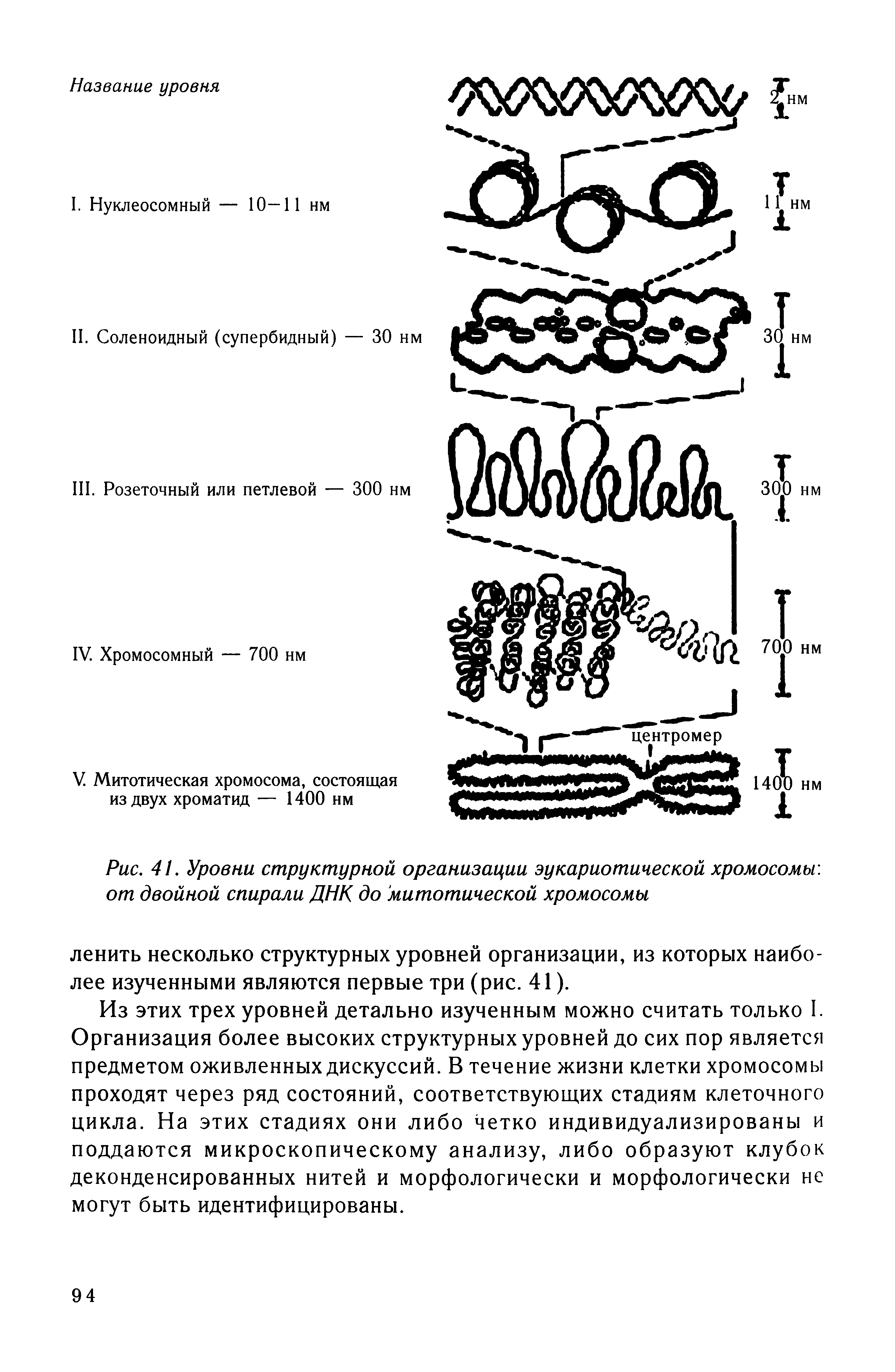 Рис. 41. Уровни структурной организации эукариотической хромосомы, от двойной спирали ДНК до митотической хромосомы...