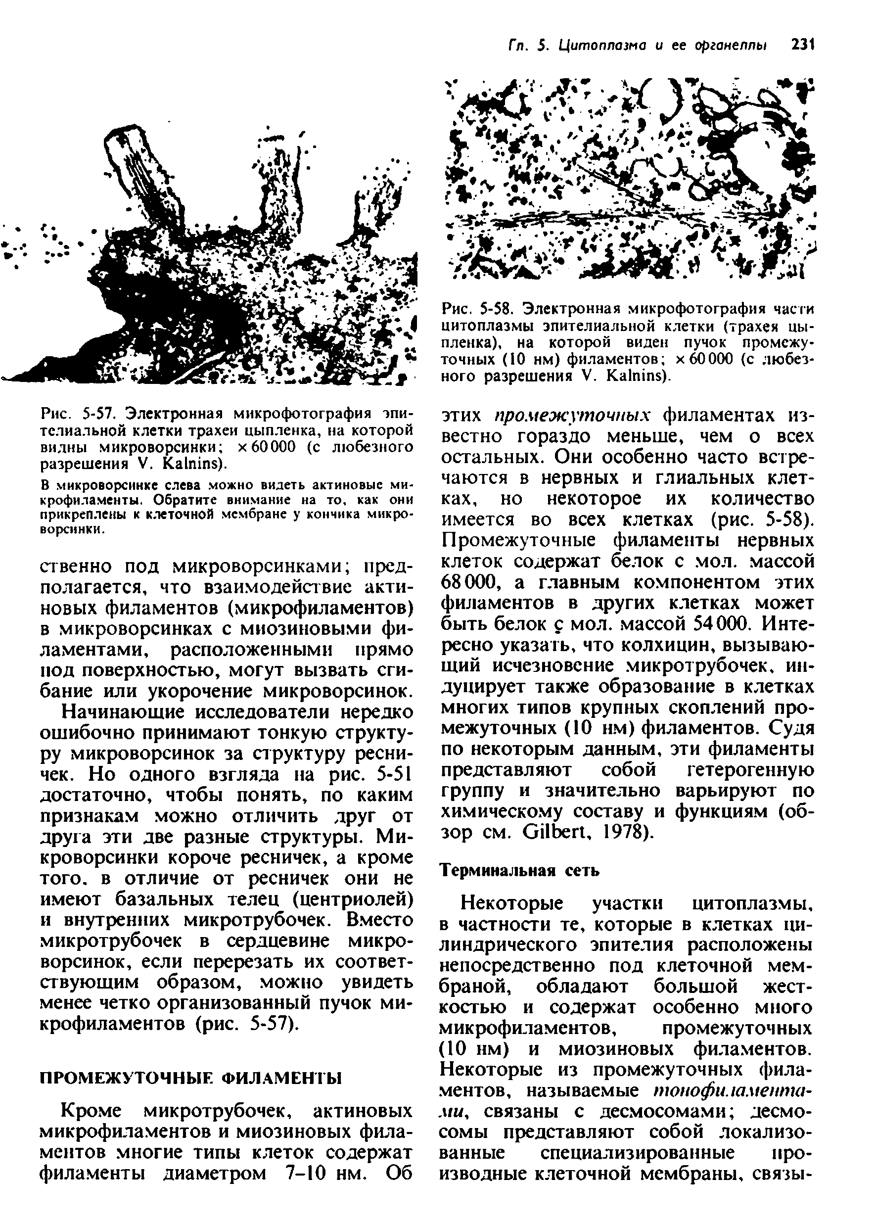 Рис. 5-58. Электронная микрофотография части цитоплазмы эпителиальной клетки (трахея цыпленка), на которой виден пучок промежуточных (10 нм) филаментов х60000 (с любезного разрешения V. K ).