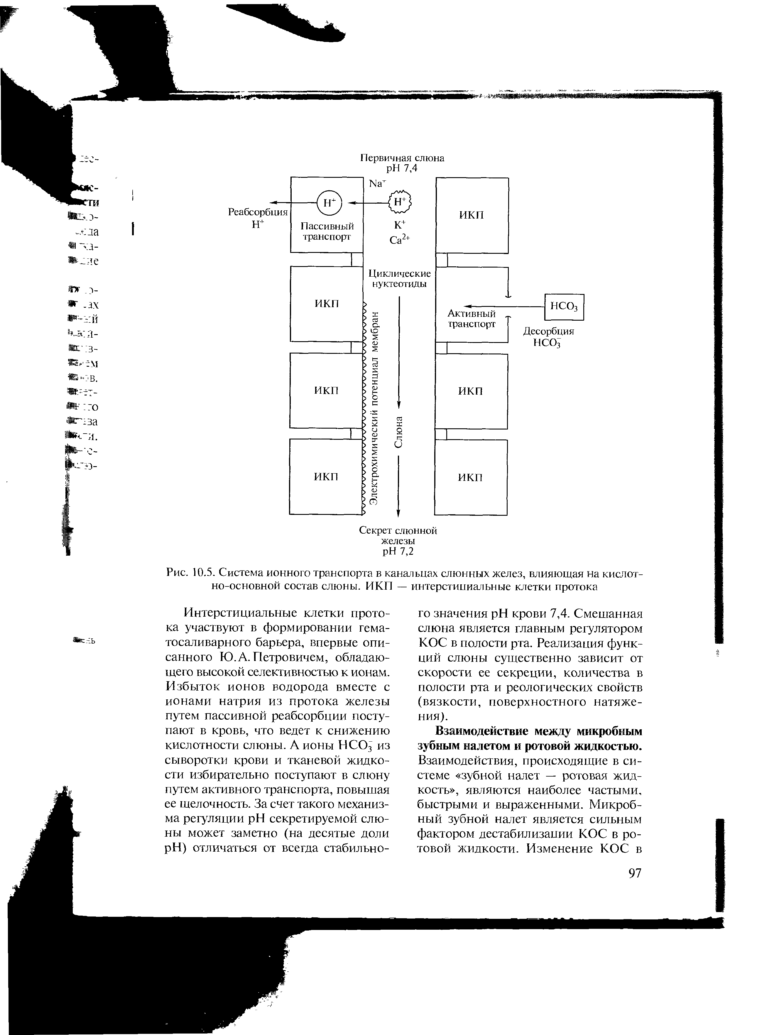 Рис. 10.5. Система ионного транспорта в канальцах слюнных желез, влияющая на кислотно-основной состав слюны. ИКП...