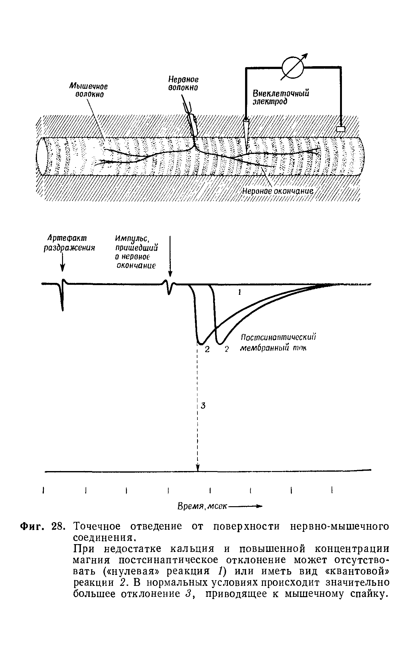 Фиг. 28. Точечное отведение от поверхности нервно-мышечного соединения.