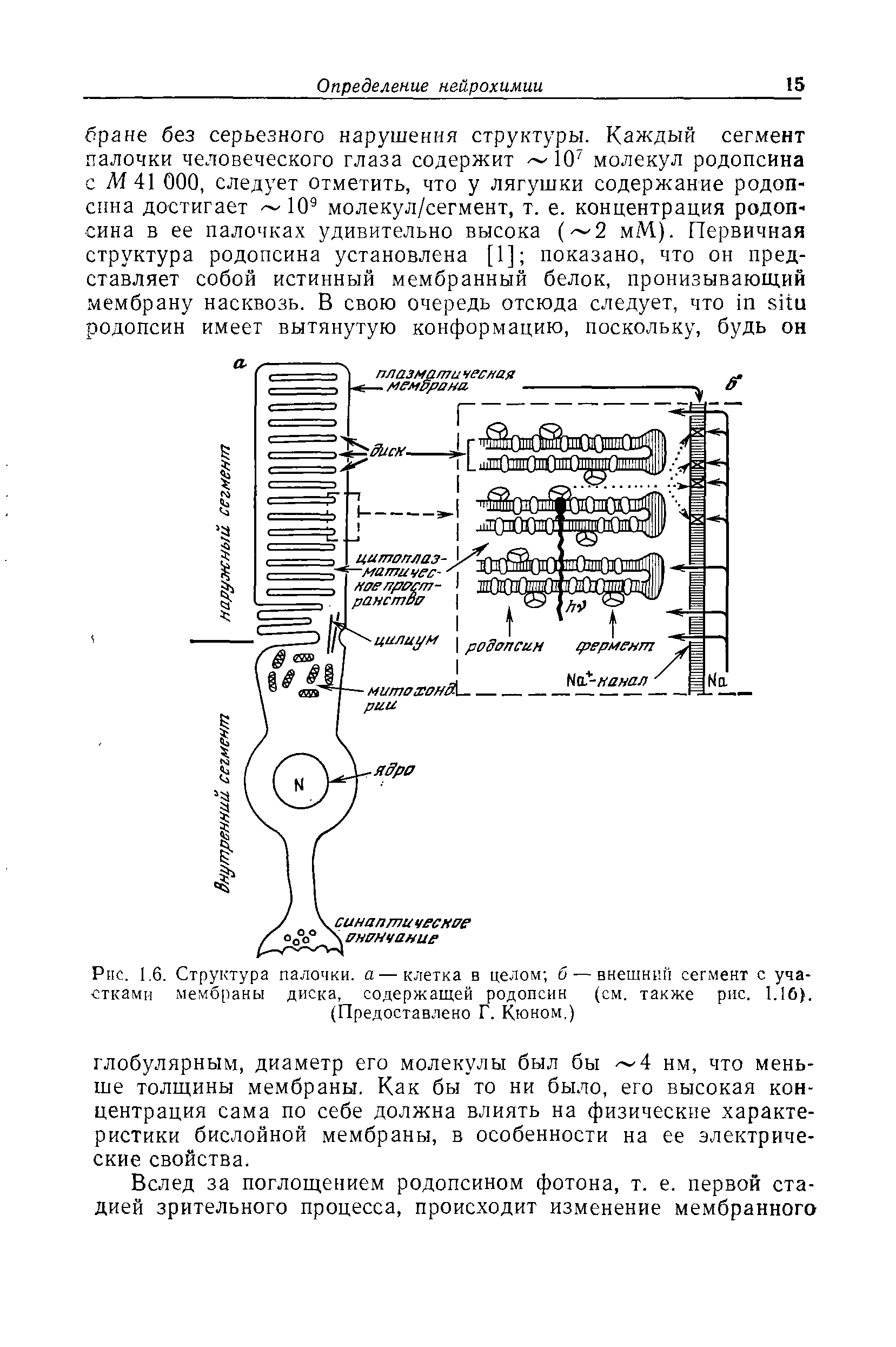 Рис. 1.6. Структура палочки, а—клетка в целом б— внешний сегмент с участками мембраны диска, содержащей родопсин (см. также рис. 1.16. ...