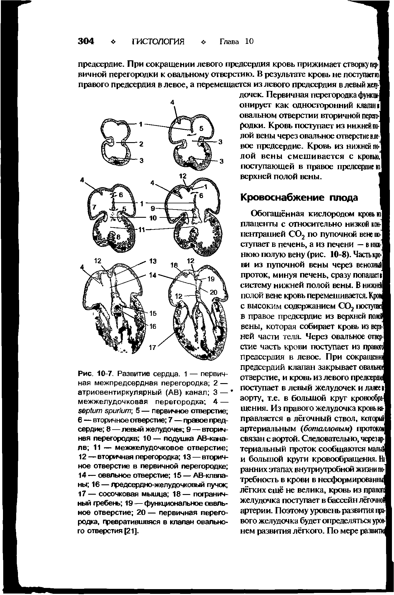 Рис. 10-7. Развитие сердца. 1 — первичная межпредсердная перегородка 2 — атриовентиркулярный (АВ) канал 3 — межжелудочковая перегородка 4 — , 5 — первичное отверстие 6 — вторичное отверстие 7—правое предсердие 8—левый желудочек 9 — вторич-нвя перегородке 10— подушка АВ-кана-лв 11 — межжелудочковое отверстие ...