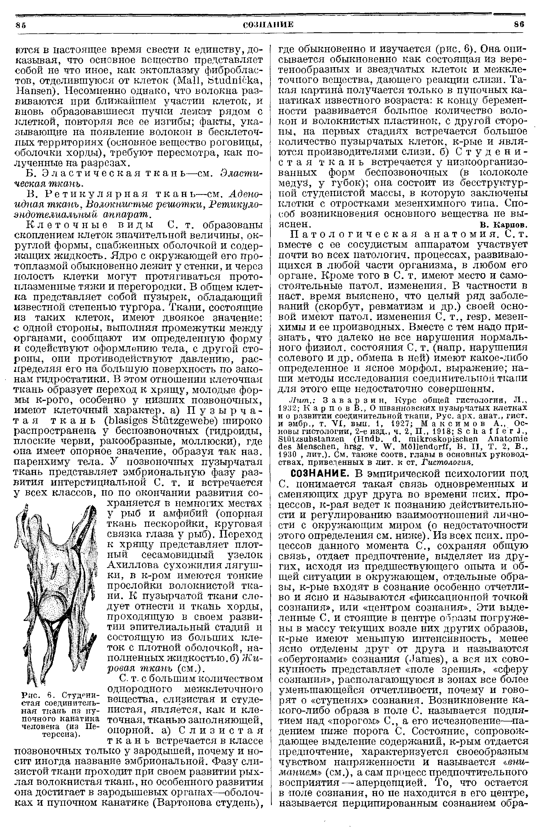 Рис. 6. Студенистая соединительная ткань из пупочного канатика человека (из Петерсена).