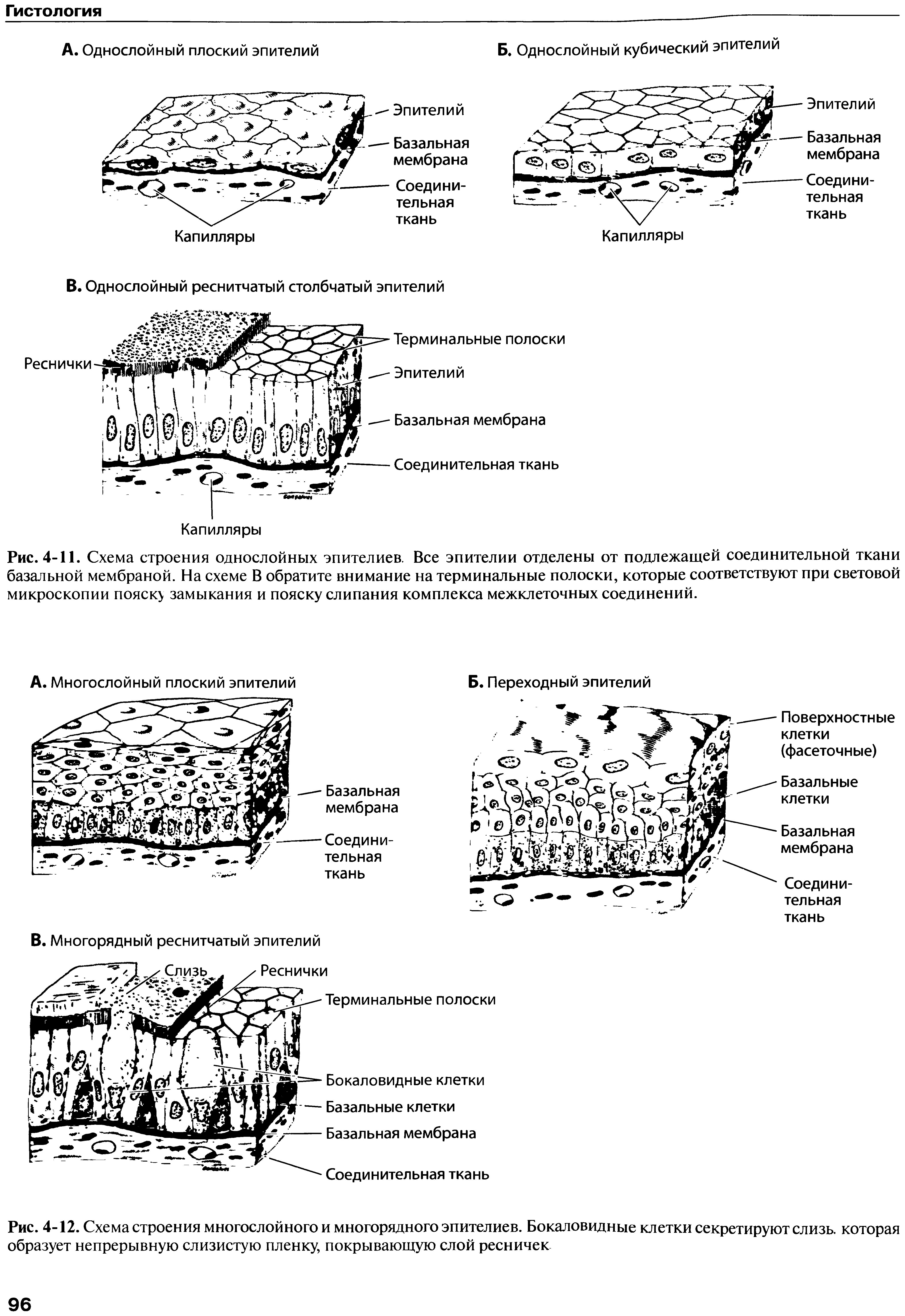 Рис. 4-12. Схема строения многослойного и многорядного эпителиев. Бокаловидные клетки секретируют слизь, которая образует непрерывную слизистую пленку, покрывающую слой ресничек...