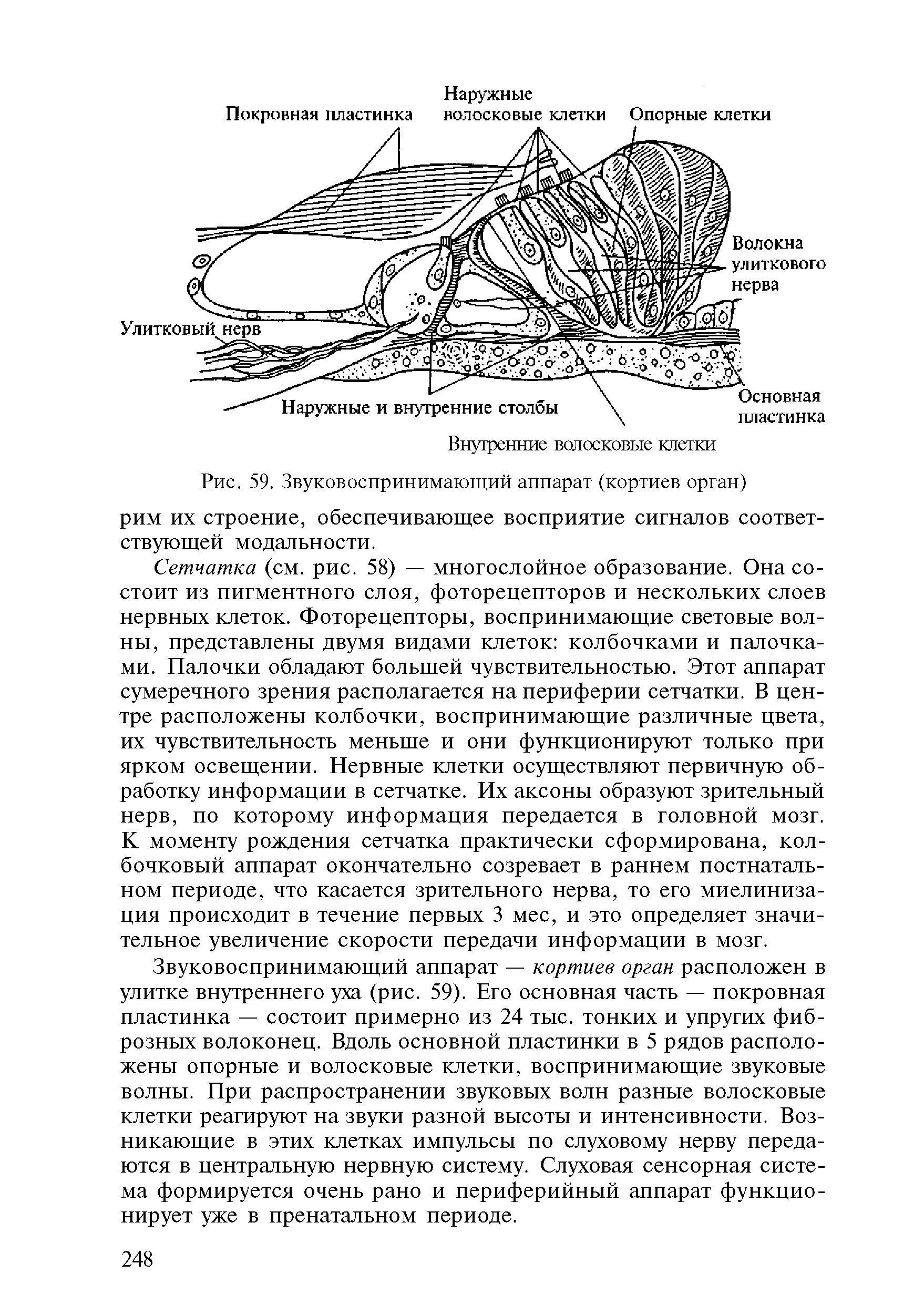 Рис. 59. Звуковоспринимающий аппарат (кортиев орган) рим их строение, обеспечивающее восприятие сигналов соответствующей модальности.