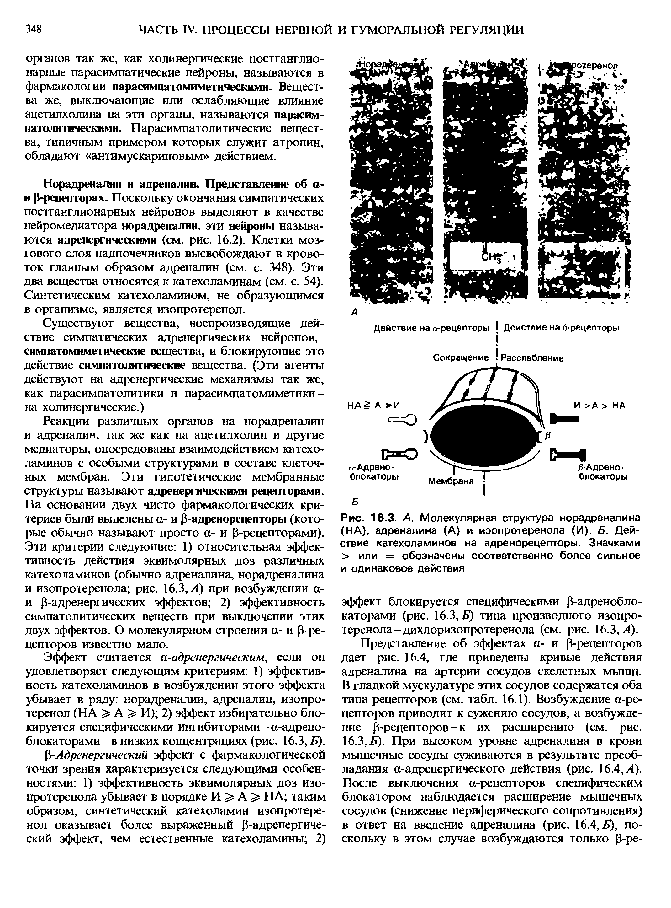 Рис. 16.3. А. Молекулярная структура норадреналина (НА), адреналина (А) и изопротеренола (И). Б. Действие катехоламинов на адренорецепторы. Значками > или = обозначены соответственно более сильное и одинаковое действия...