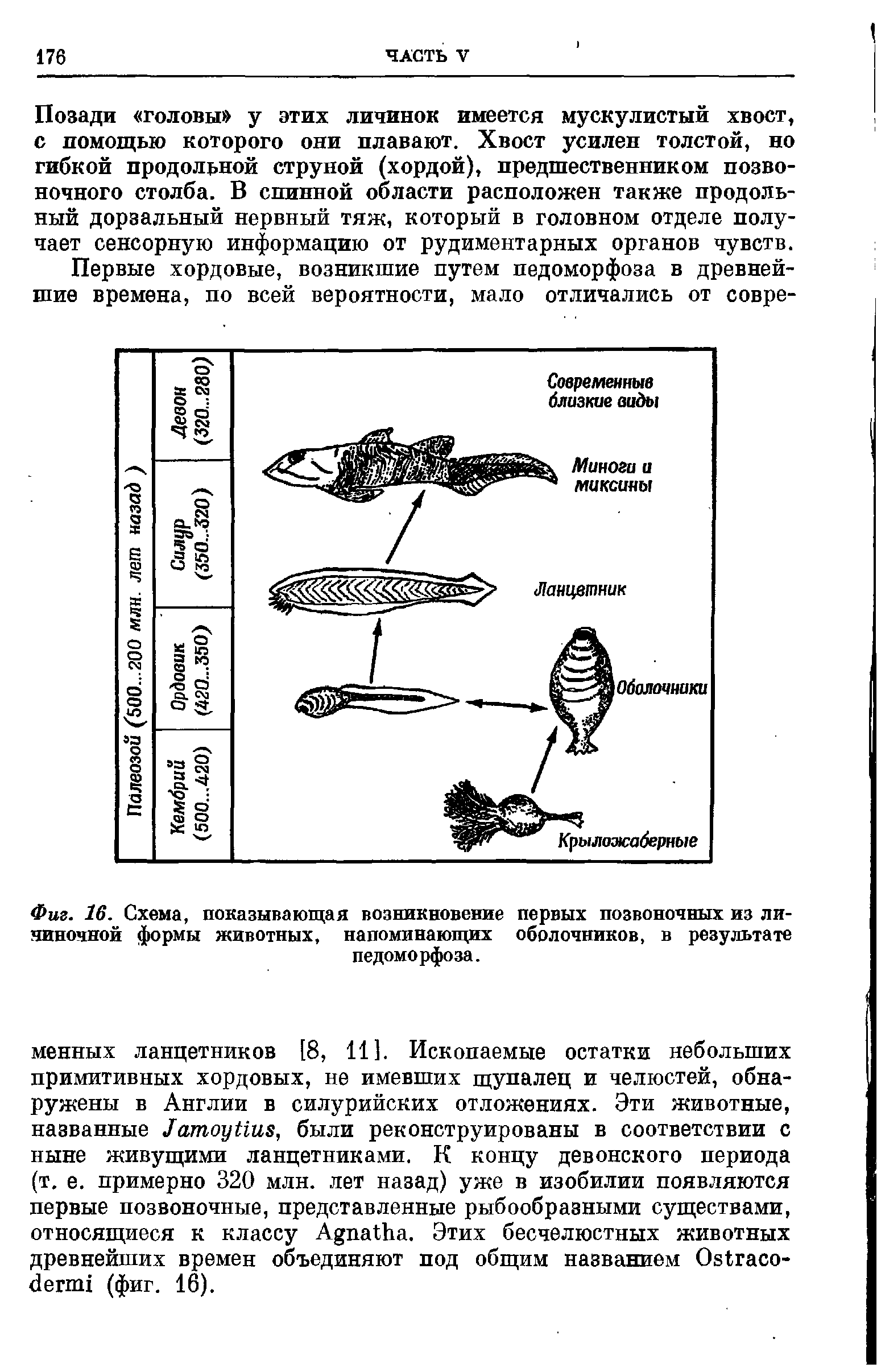 Фиг. 16. Схема, показывающая возникновение первых позвоночных из личиночной формы животных, напоминающих оболочников, в результате педоморфоза.