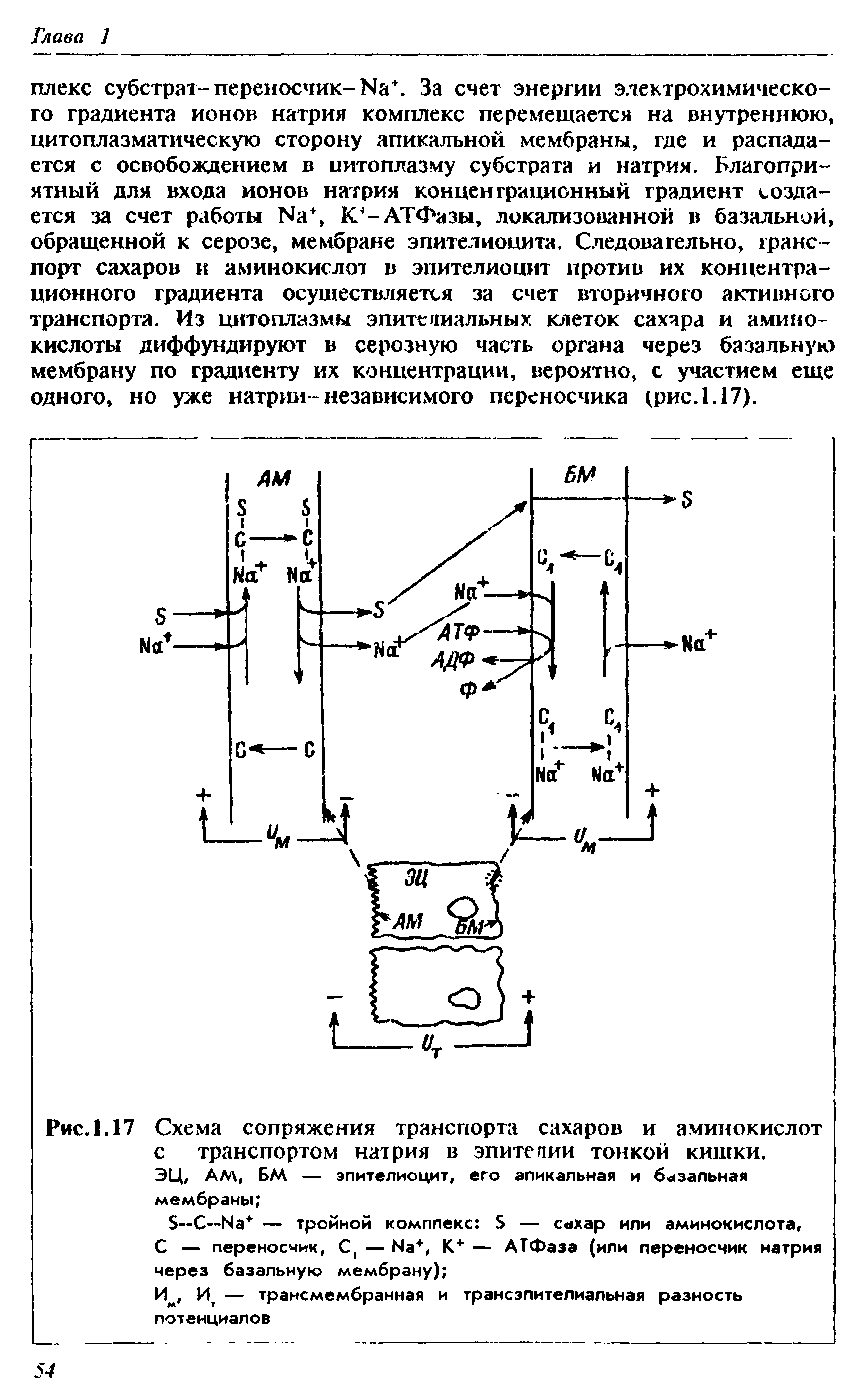 Рис. 1.17 Схема сопряжения транспорта сахаров и аминокислот с транспортом натрия в элитепим тонкой кишки. ЭЦ, АМ, БМ — эпителиоцит, его апикальная и базальная мембраны ...