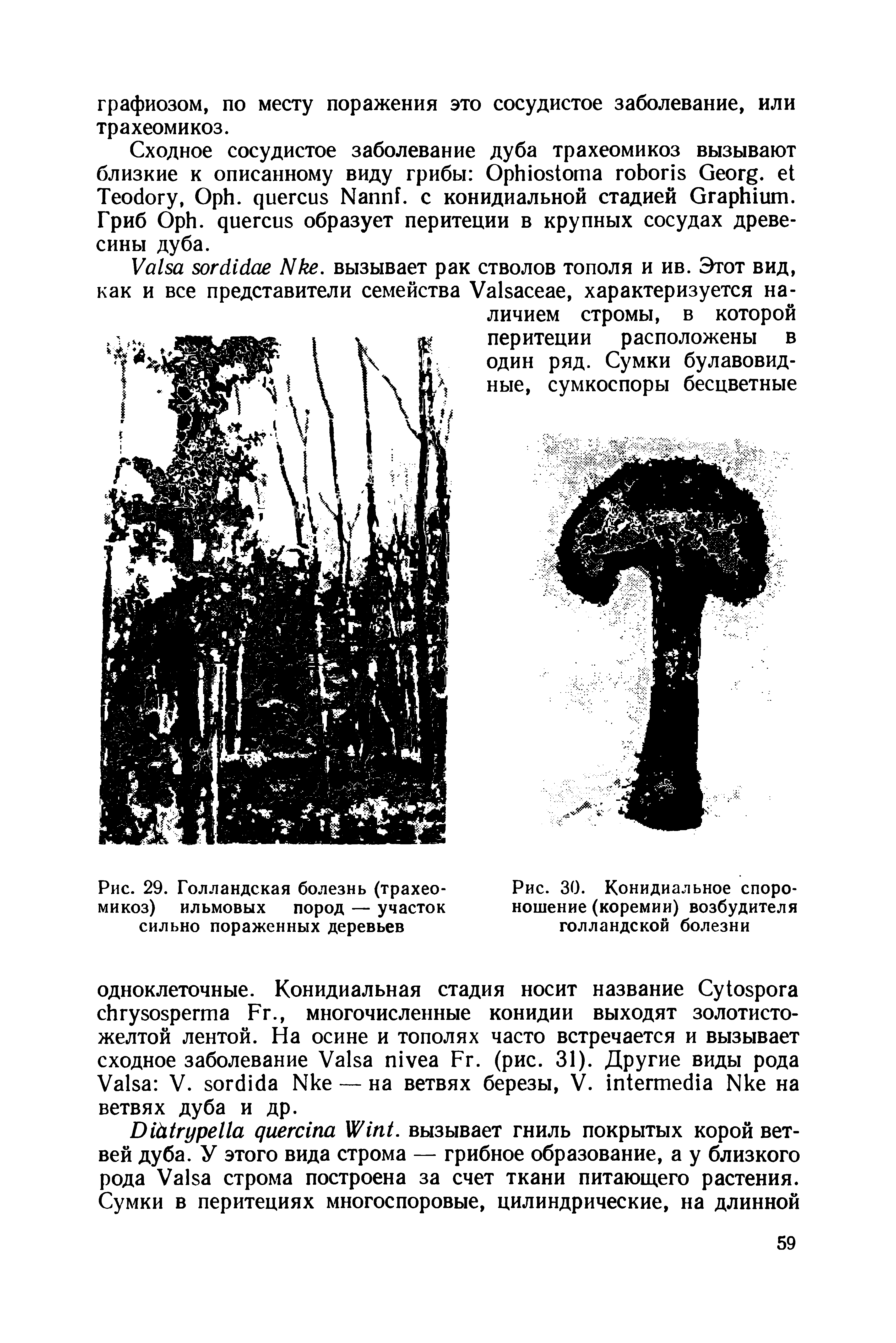 Рис. 29. Голландская болезнь (трахеомикоз) ильмовых пород — участок сильно пораженных деревьев...