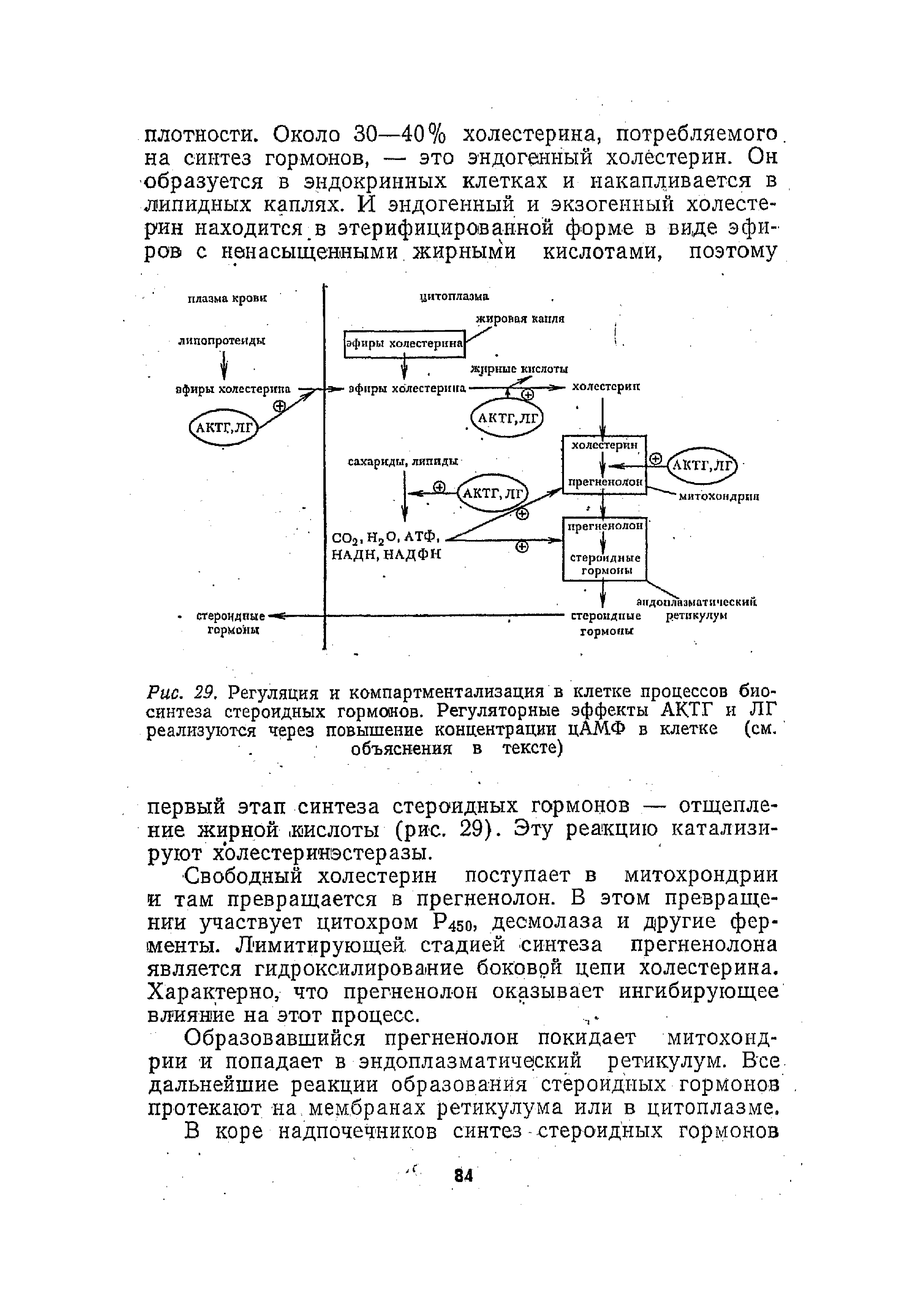 Рис. 29. Регуляция и компартментализация в клетке процессов биосинтеза стероидных гормонов. Регуляторные эффекты АКТГ и ЛГ реализуются через повышение концентрации цАМФ в клетке (см. объяснения в тексте)...
