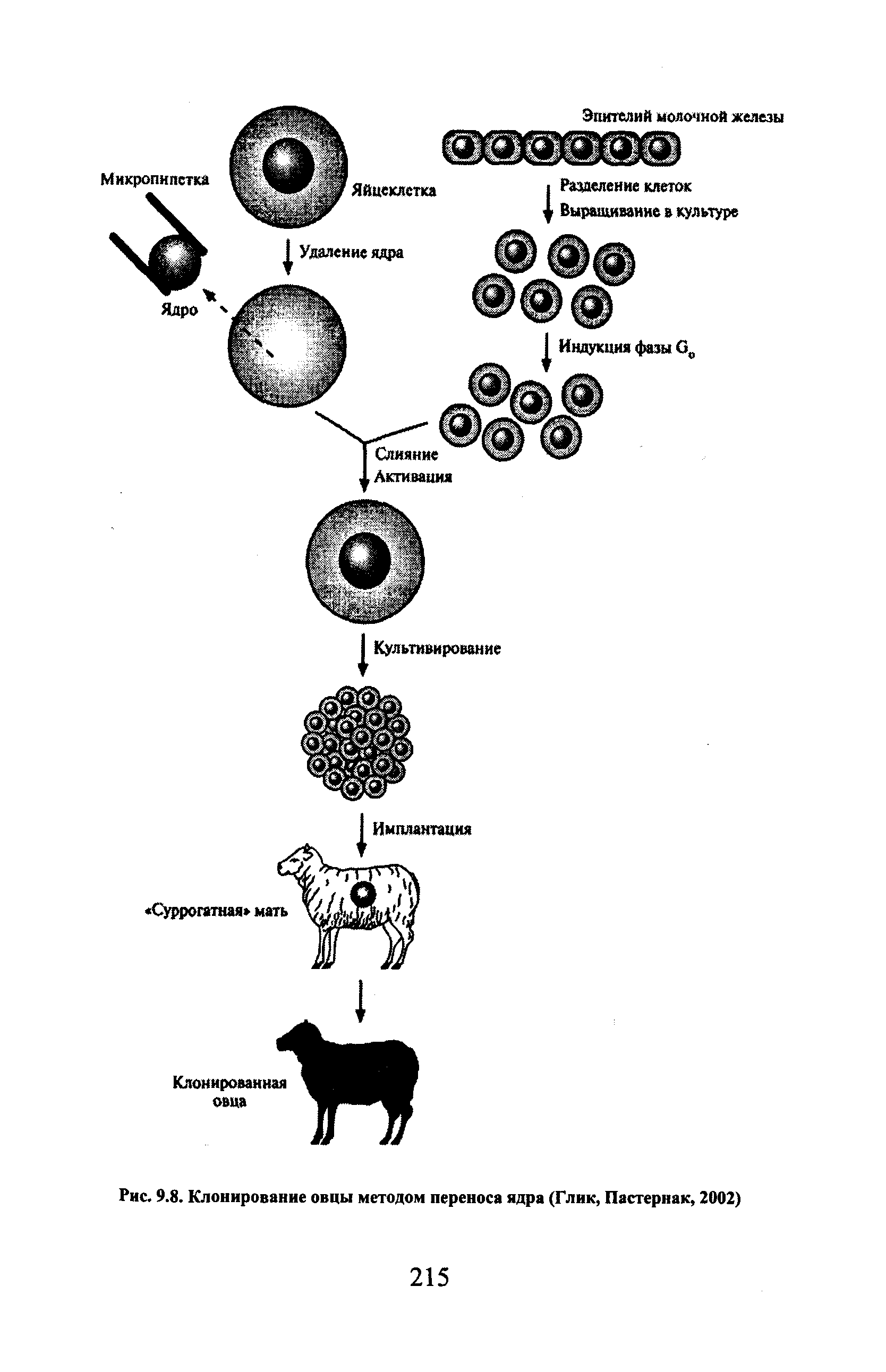 Рис. 9.8. Клонирование овцы методом переноса ядра (Глик, Пастернак, 2002)...