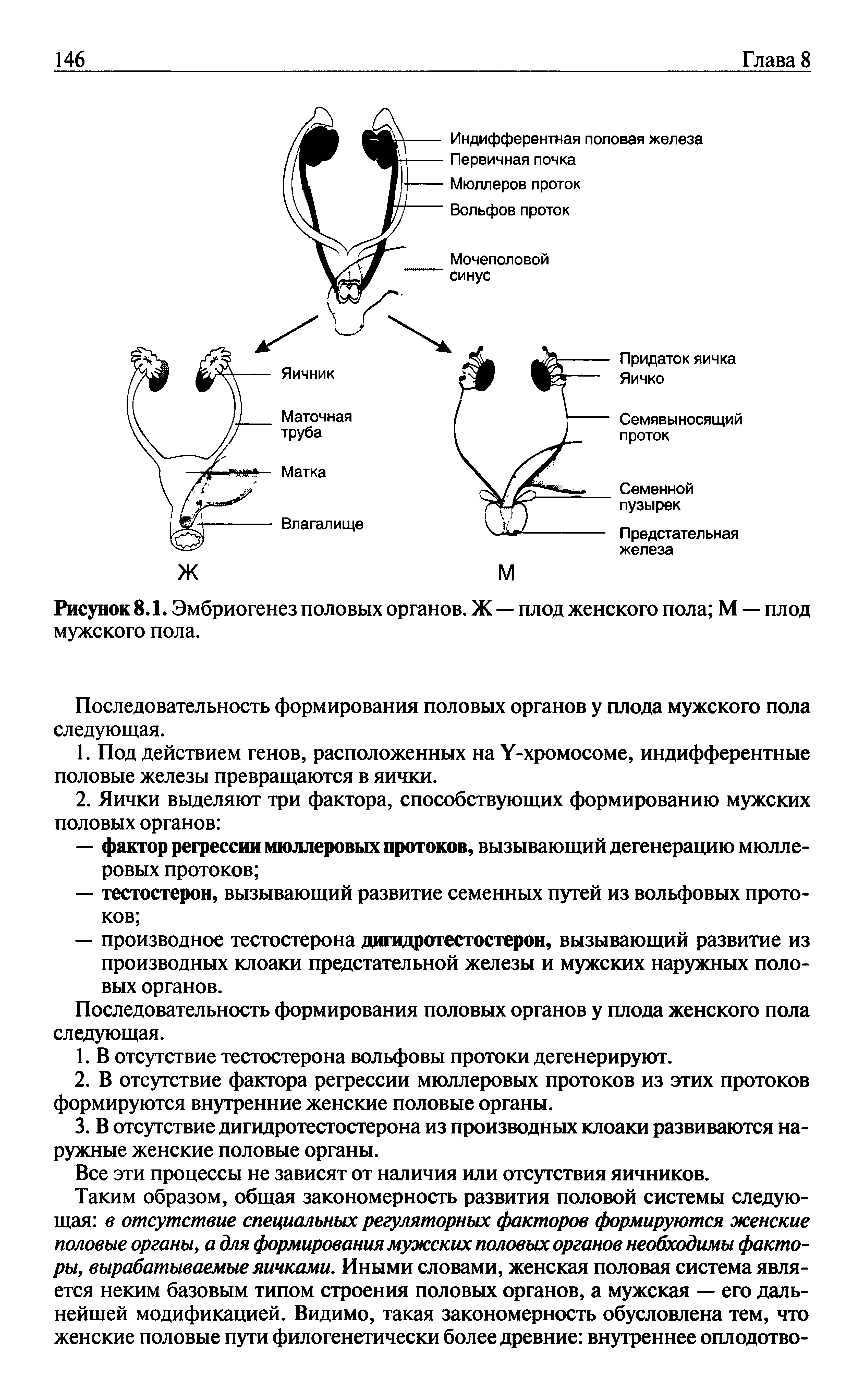 Рисунок 8.1. Эмбриогенез половых органов. Ж — плод женского пола М — плод мужского пола.