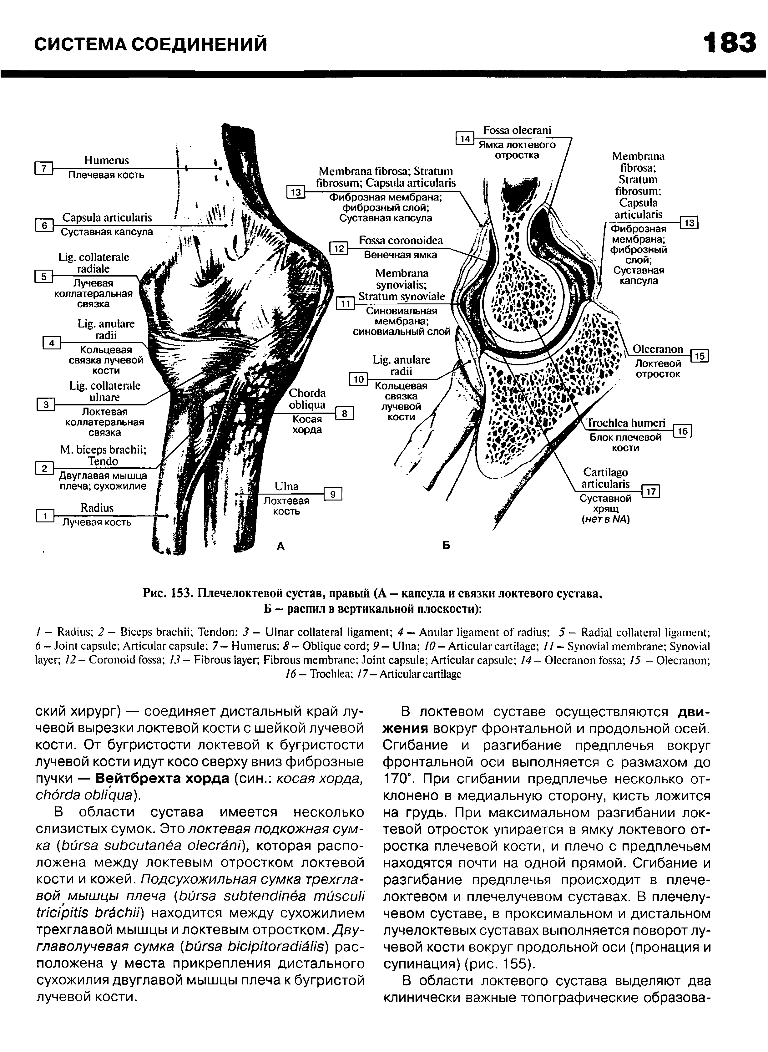 Рис. 153. Плечелоктевой сустав, правый (А — капсула и связки локтевого сустава,...