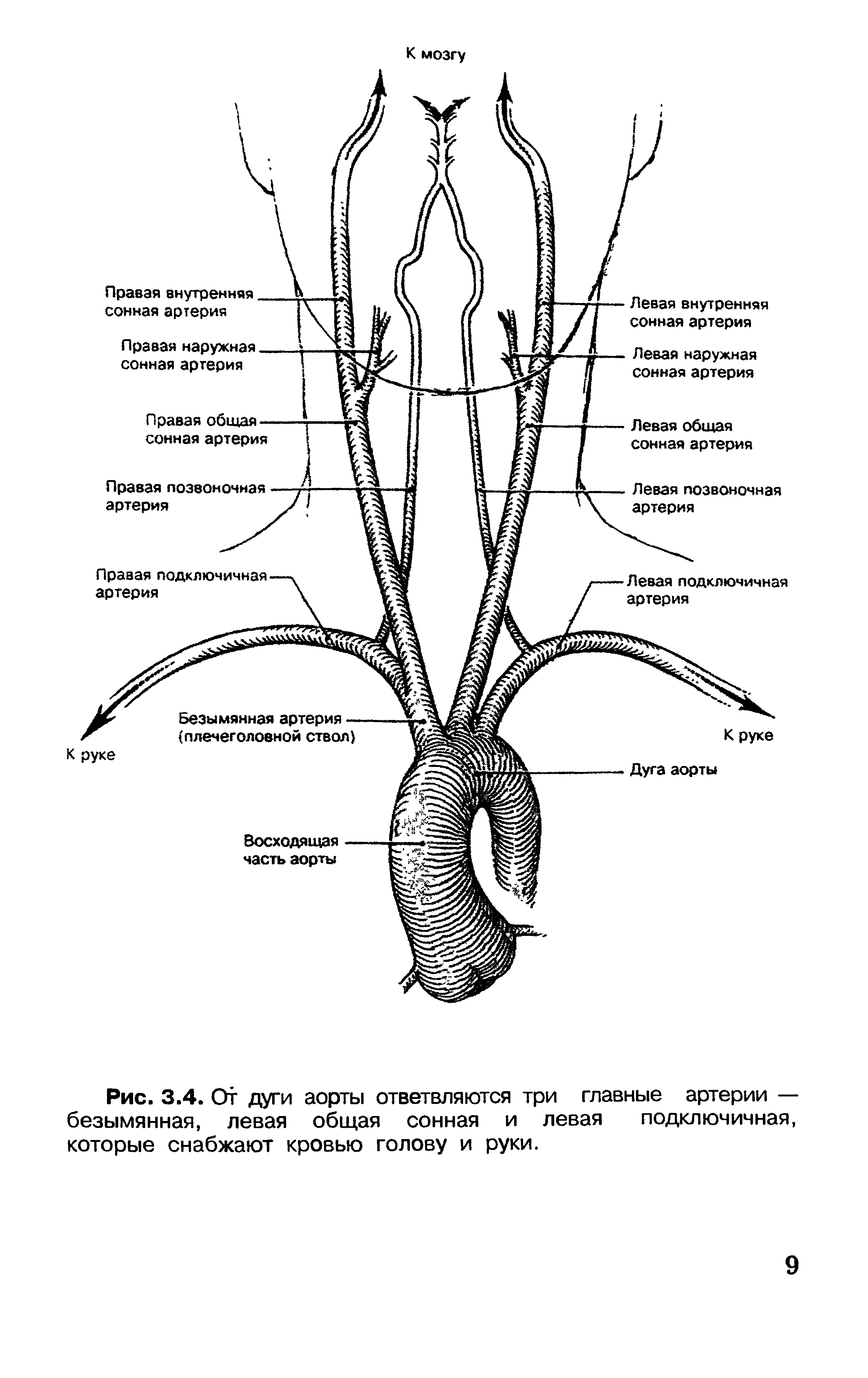 Рис. 3.4. От дуги аорты ответвляются три главные артерии — безымянная, левая общая сонная и левая подключичная, которые снабжают кровью голову и руки.
