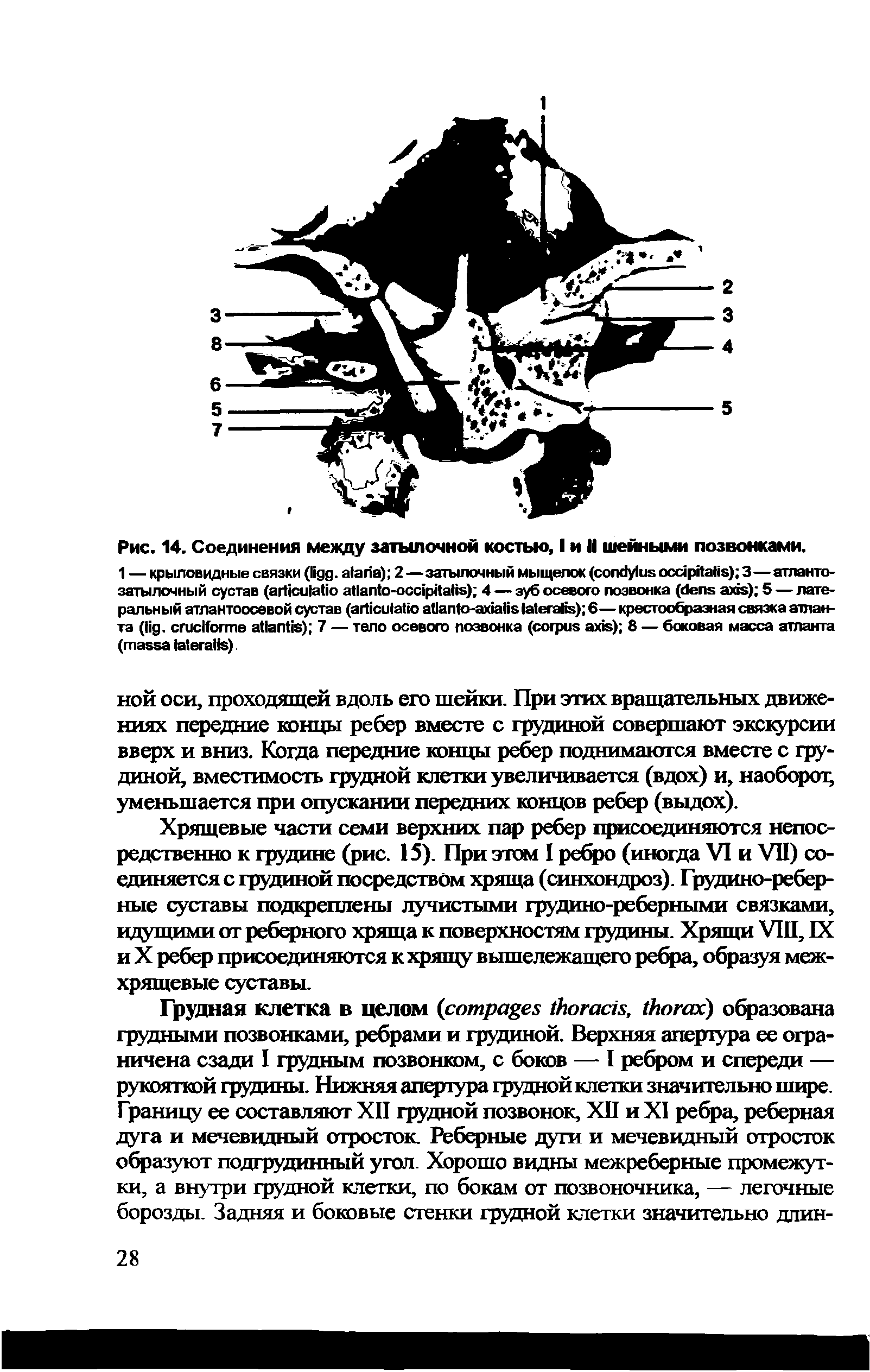 Рис. 14. Соединения между затылочной костью, I и II шейными позвонками.